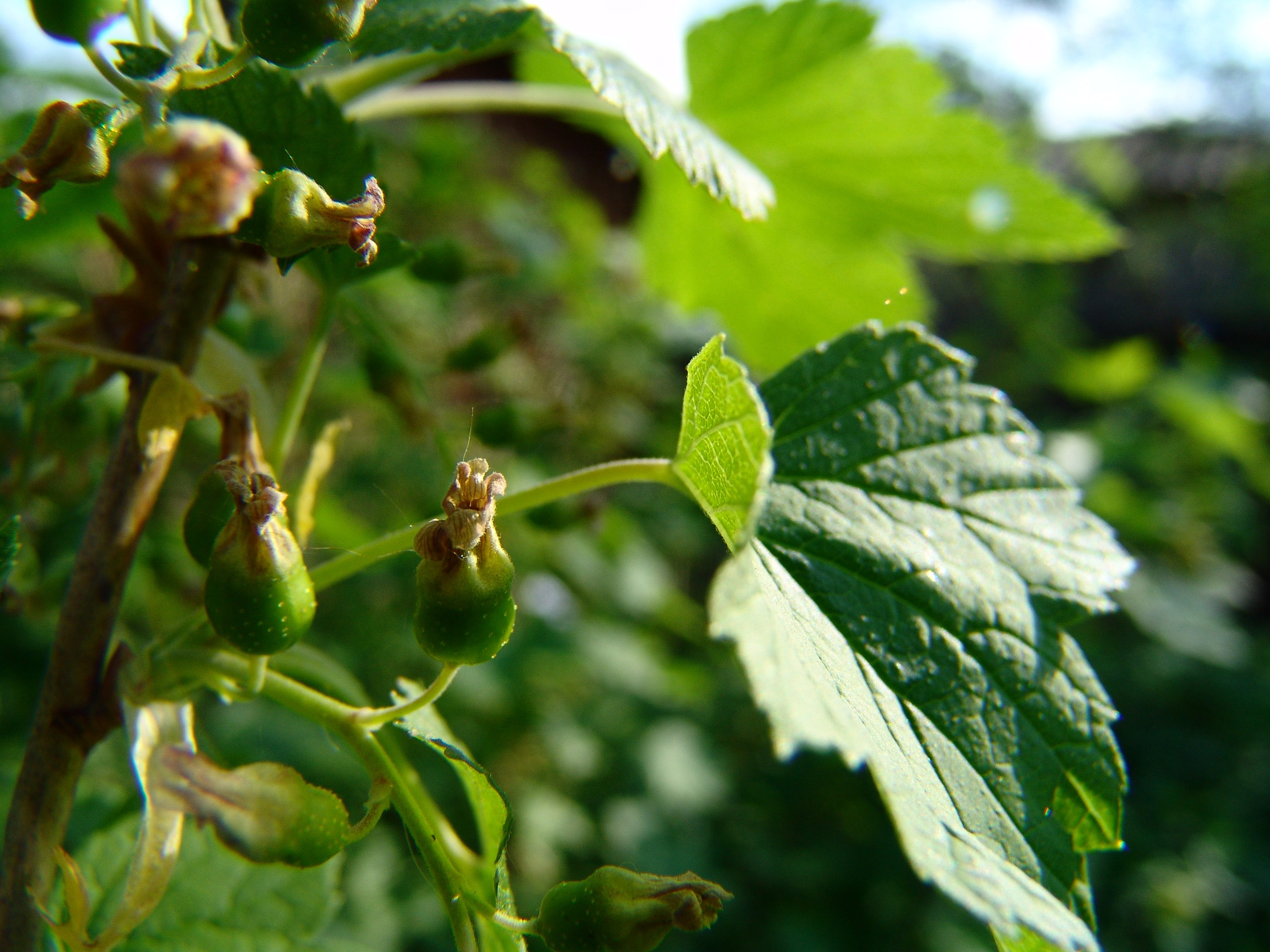 Приезд КС 2005. Заставка