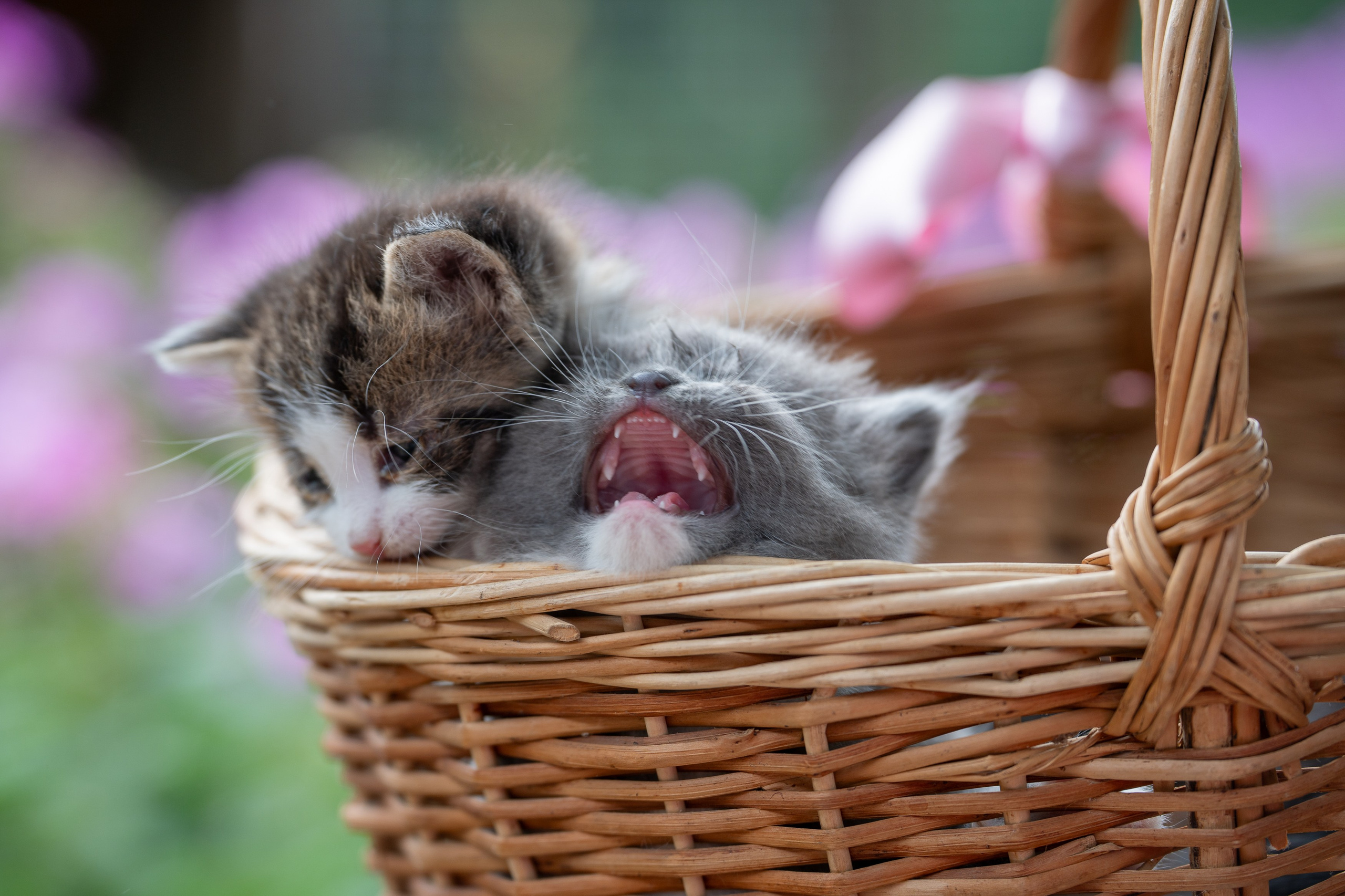 Анимализм. Портретный фотограф Олеся Владимирова в Москве