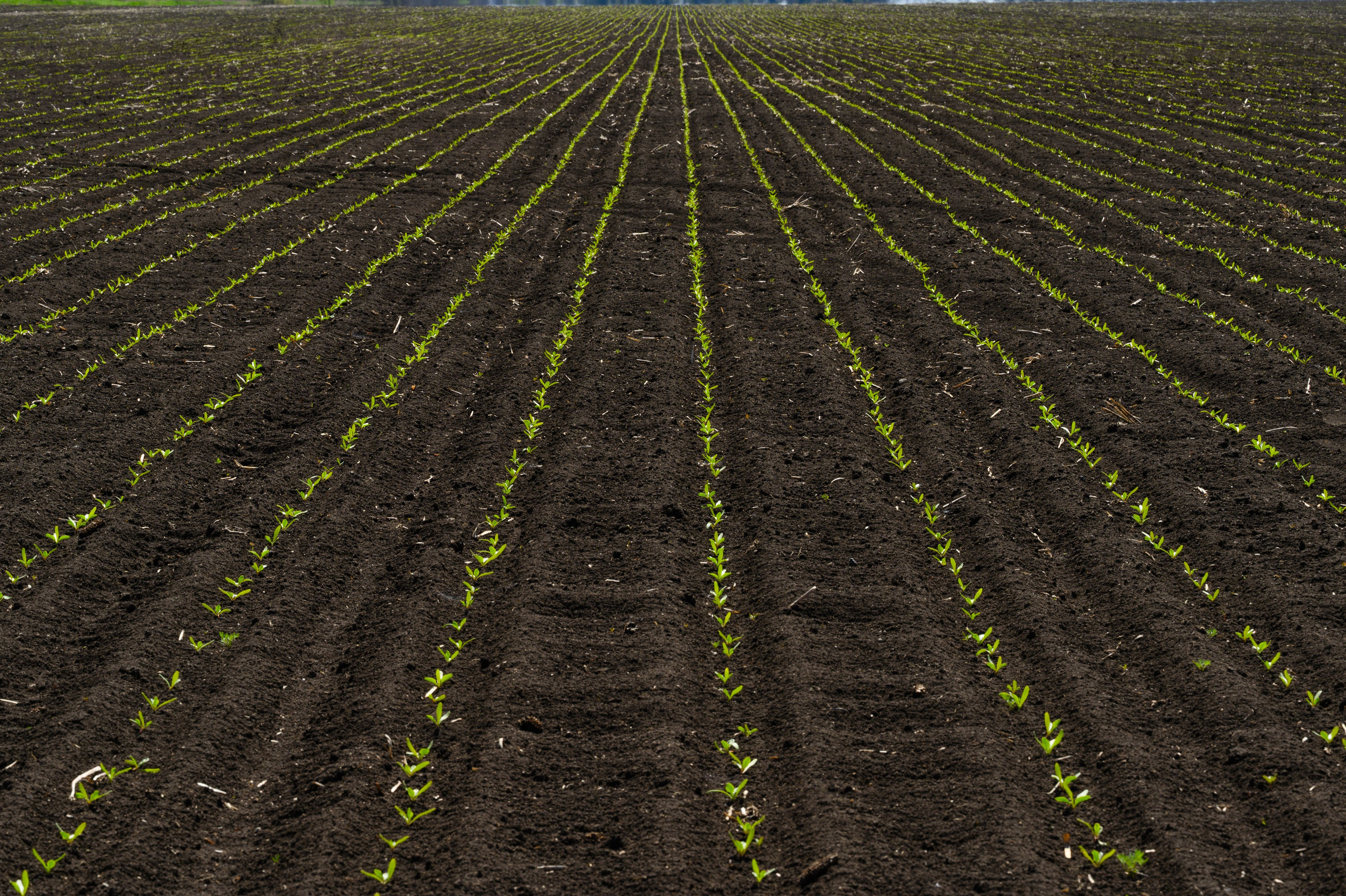 Проекты. Профессиональный фотограф Вячеслав Плацында | Липецк |