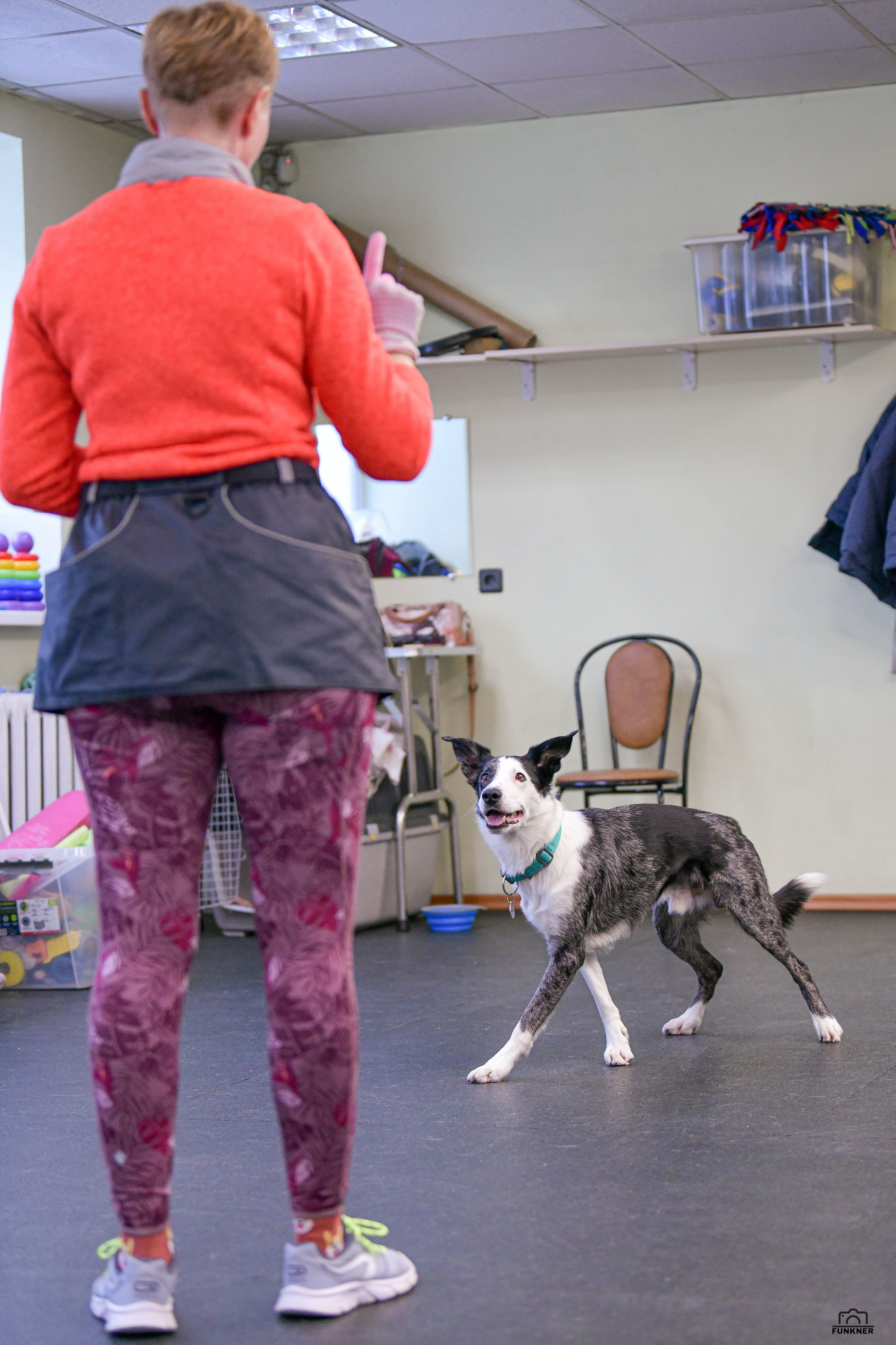 Кинологический клуб «Бодрый хвост». Свой взгляд через объектив