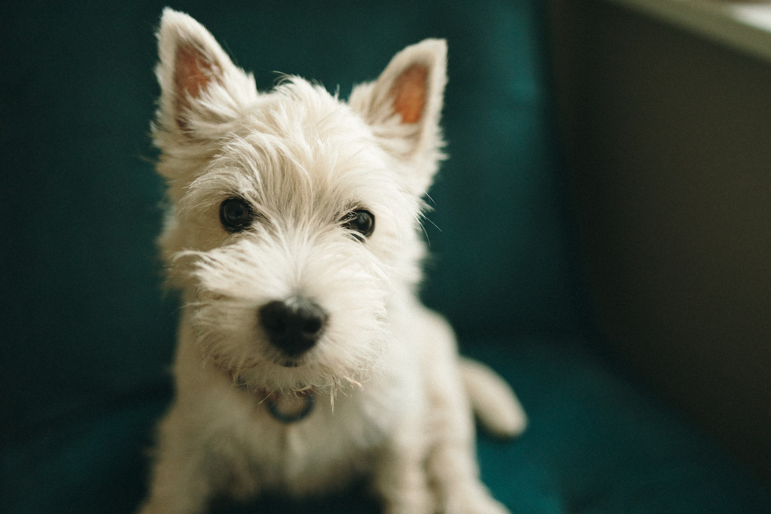 Снежуля, Мари и Саша. Фотограф анималист Анастасия Пикей