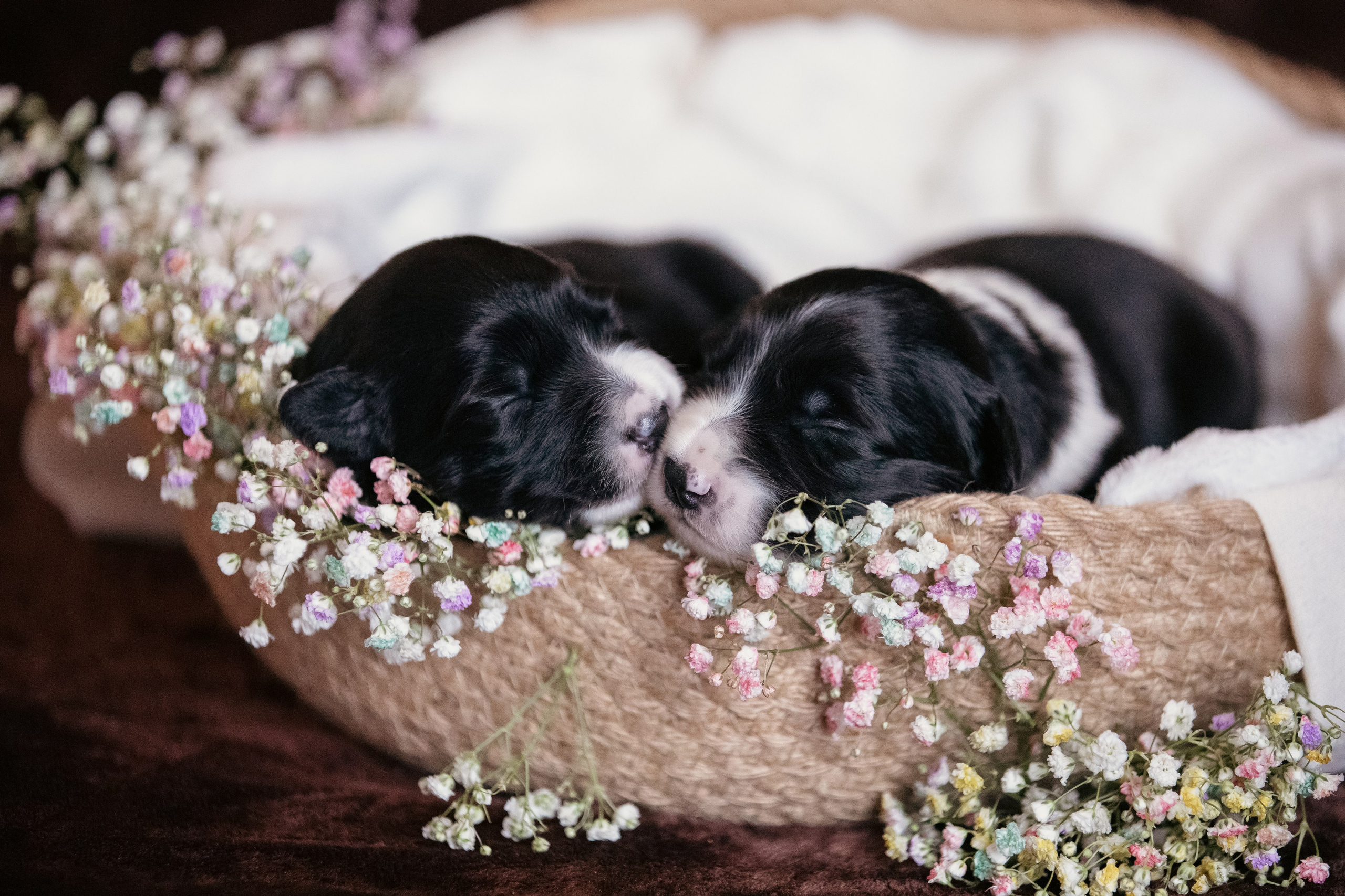 Портфолио. Фотограф-анималист Смирнова Клеопатра|Москва