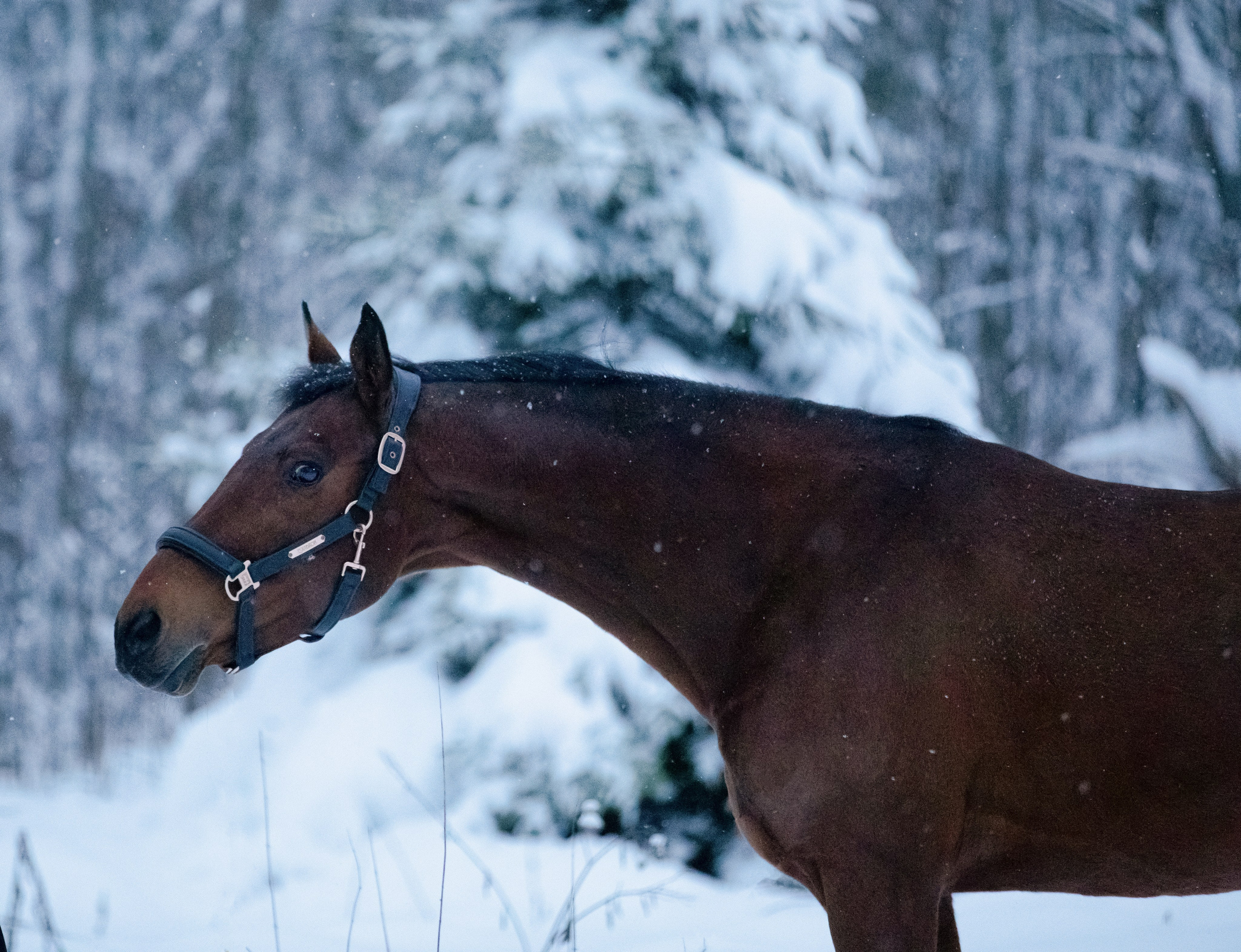 Браво. Фотограф-анималист Смирнова Клеопатра|Москва