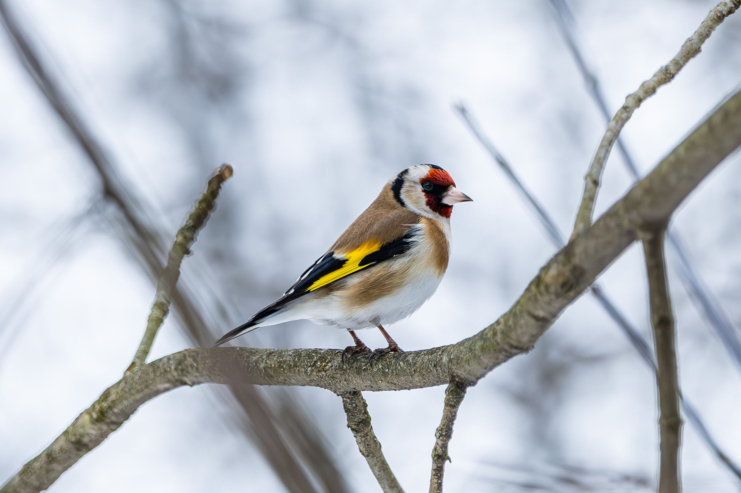 Природа. Фотограф Владимир Охрименко