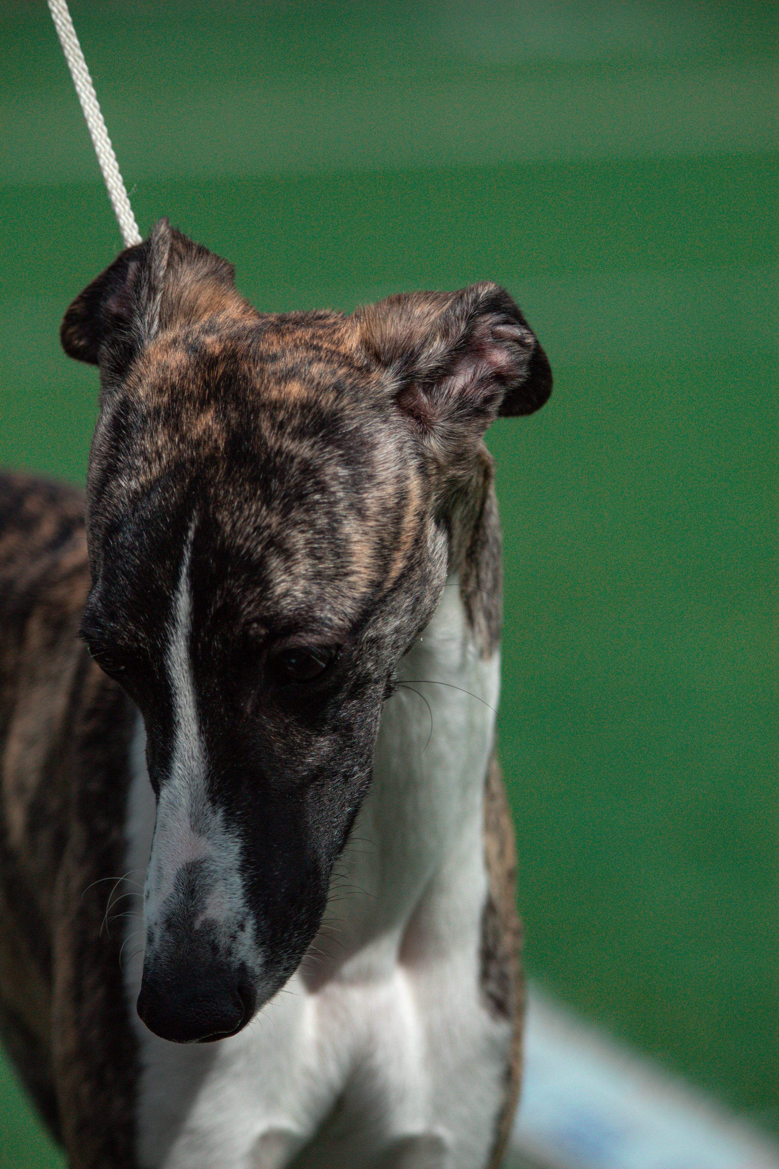 Фотограф анималист для выставки собак в Туле. Фотограф анималист — Тула, Москва