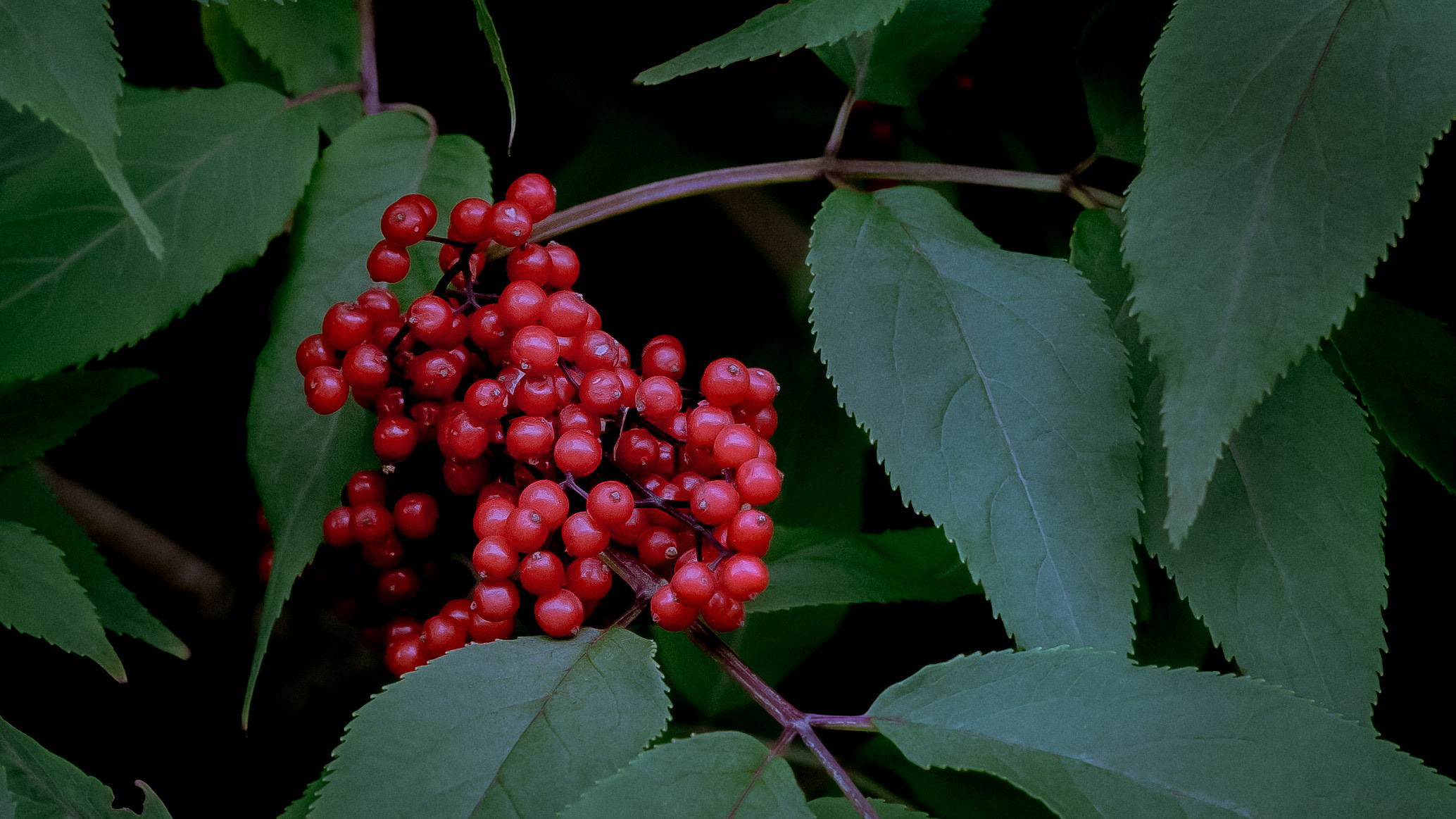 Цветы. Kostarev.photo