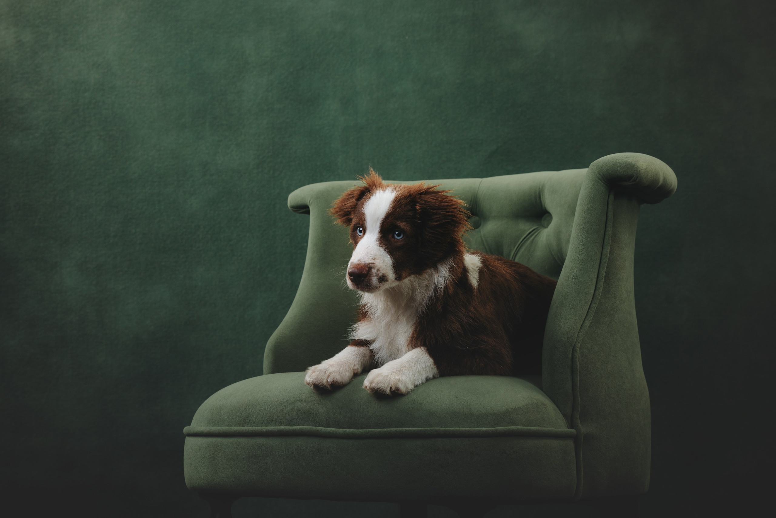 Миниаусси Дайс. Фотограф анималист Осипчикова Мария