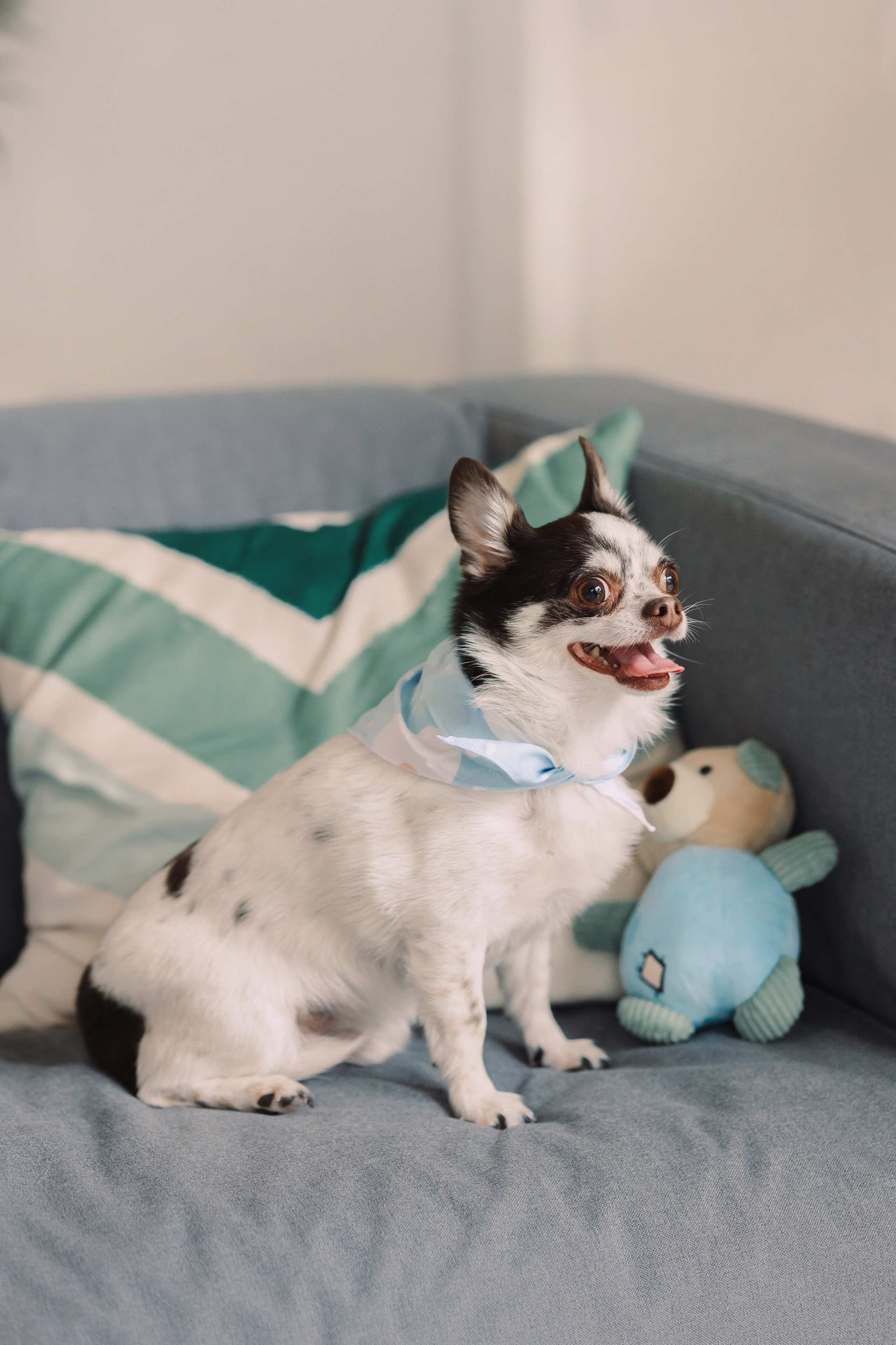 Магазин Friend of mine. Фотограф-анималист Елена Радченко, Москва