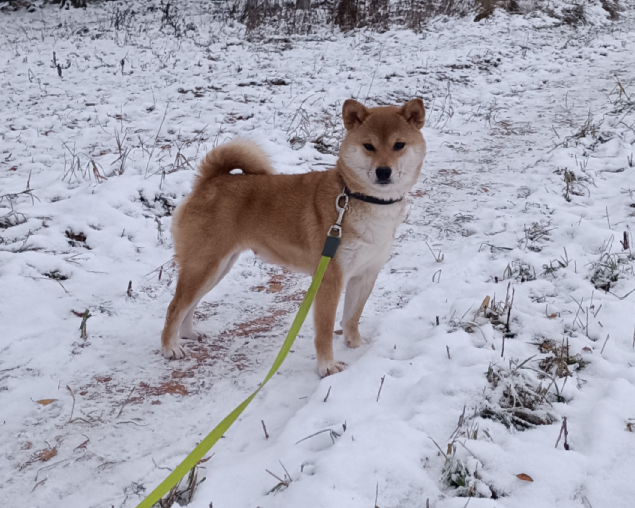 Питомник Рубилайт Сиба Эми* Exceligmos Zaffiro Verde 