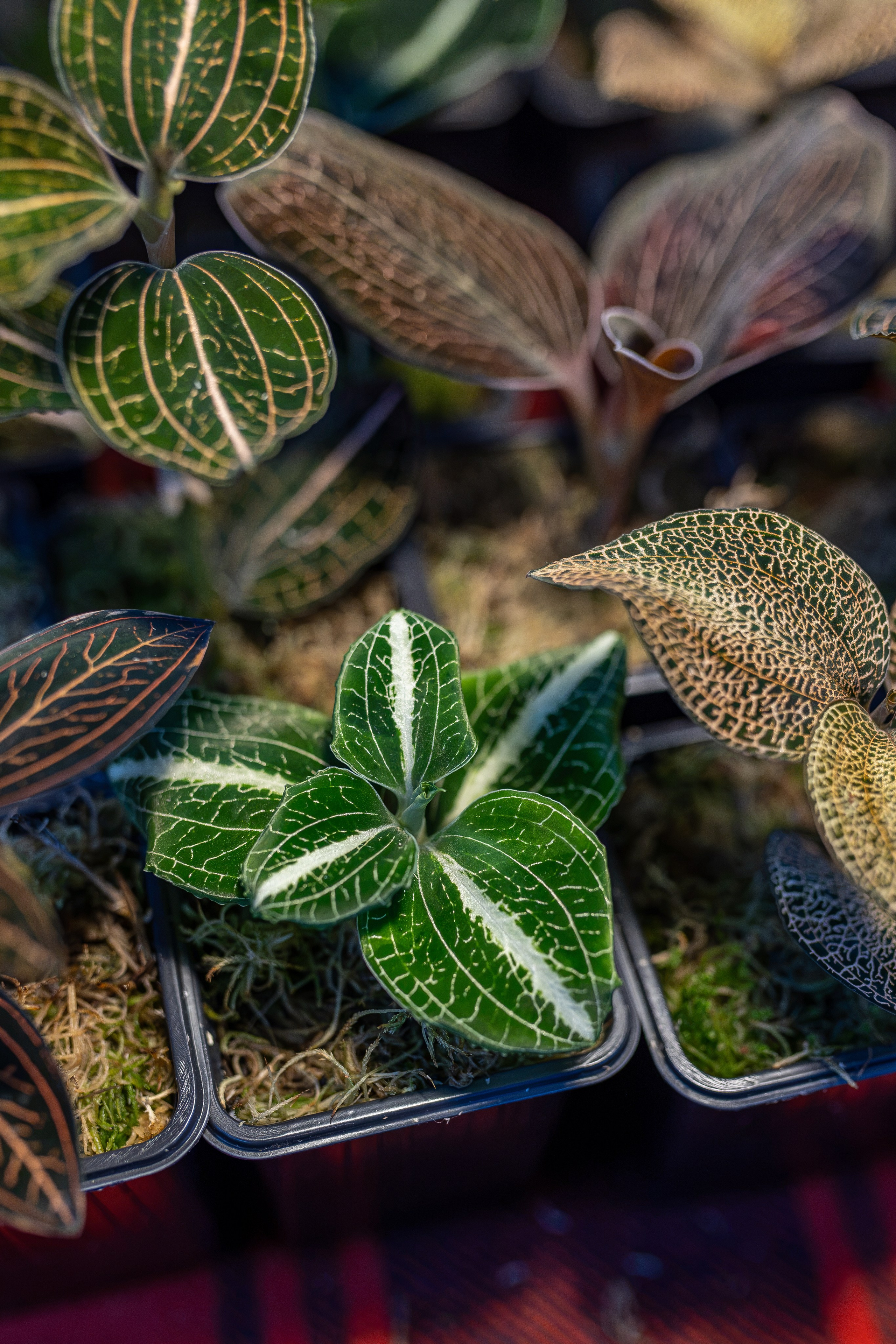 Орхидиум сентябрь 2026. Александра Куликова фотограф, Москва