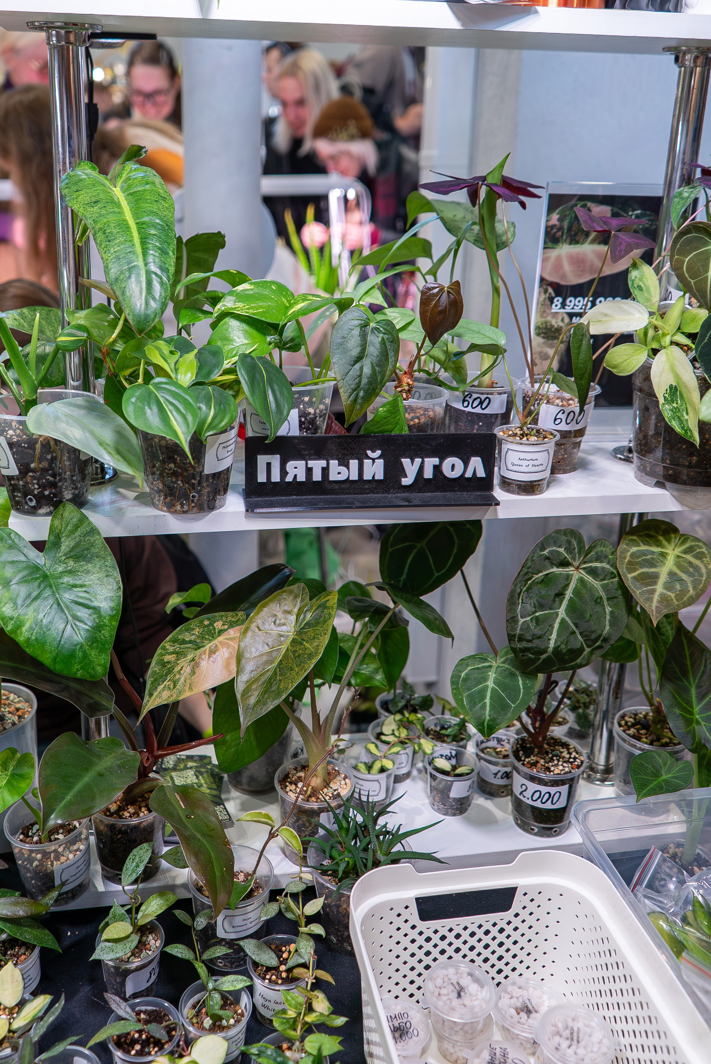 Сухой сезон Гроубокс. Александра Куликова фотограф, Москва