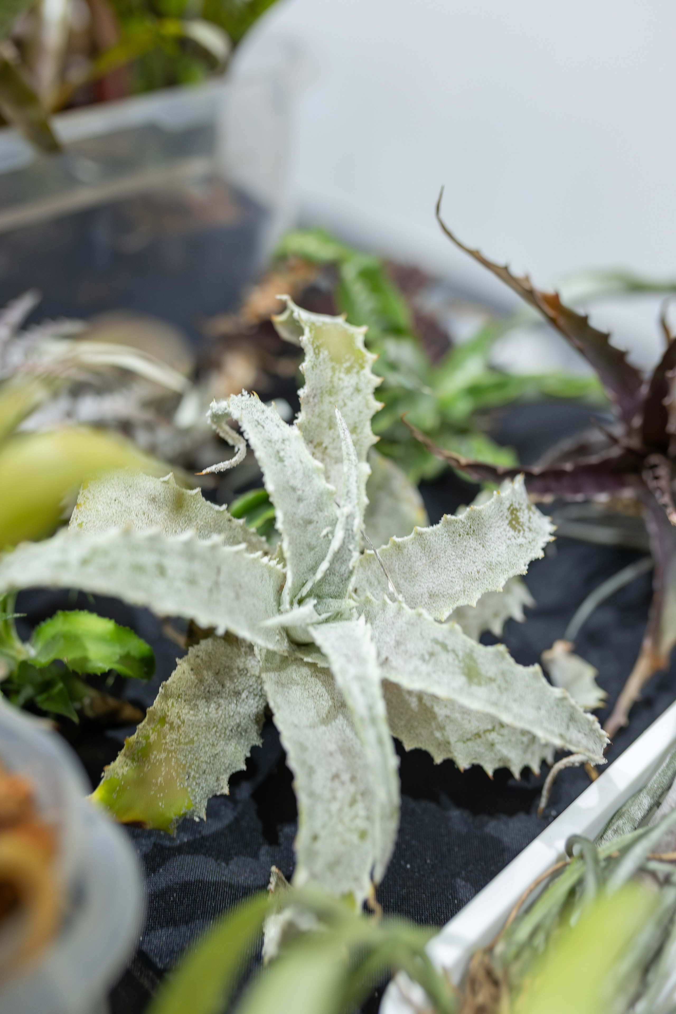 Монстериум осень 2026. Александра Куликова фотограф, Москва