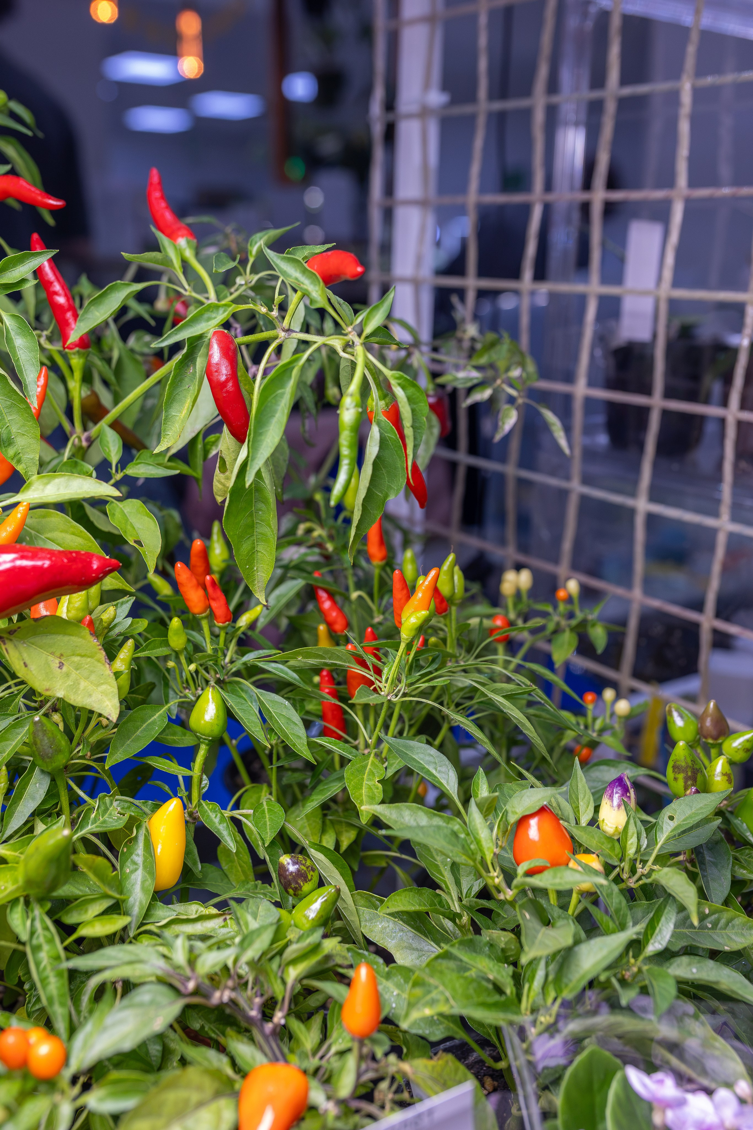 Монстериум осень 2026. Александра Куликова фотограф, Москва