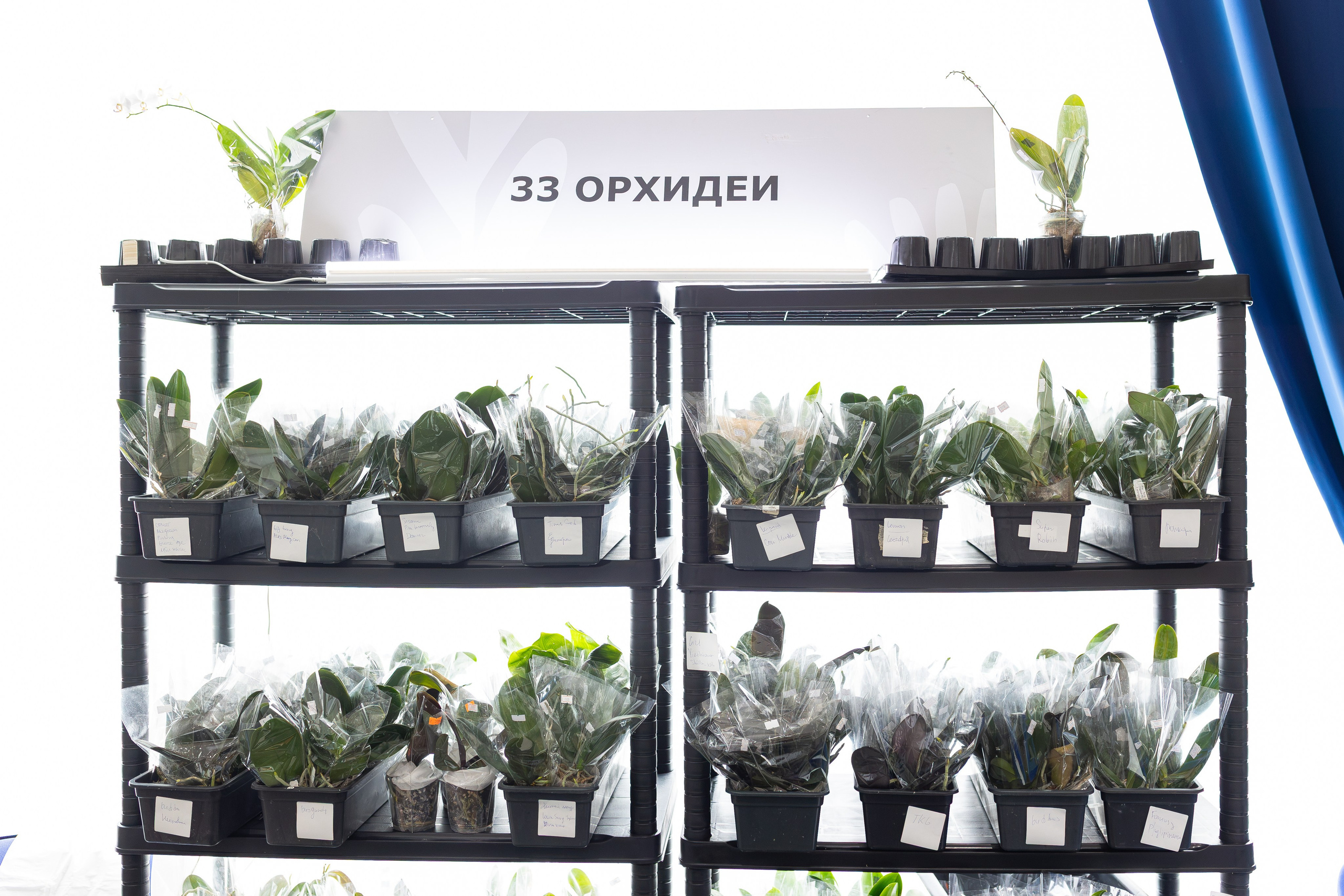 Орхидиум сентябрь 2026. Александра Куликова фотограф, Москва