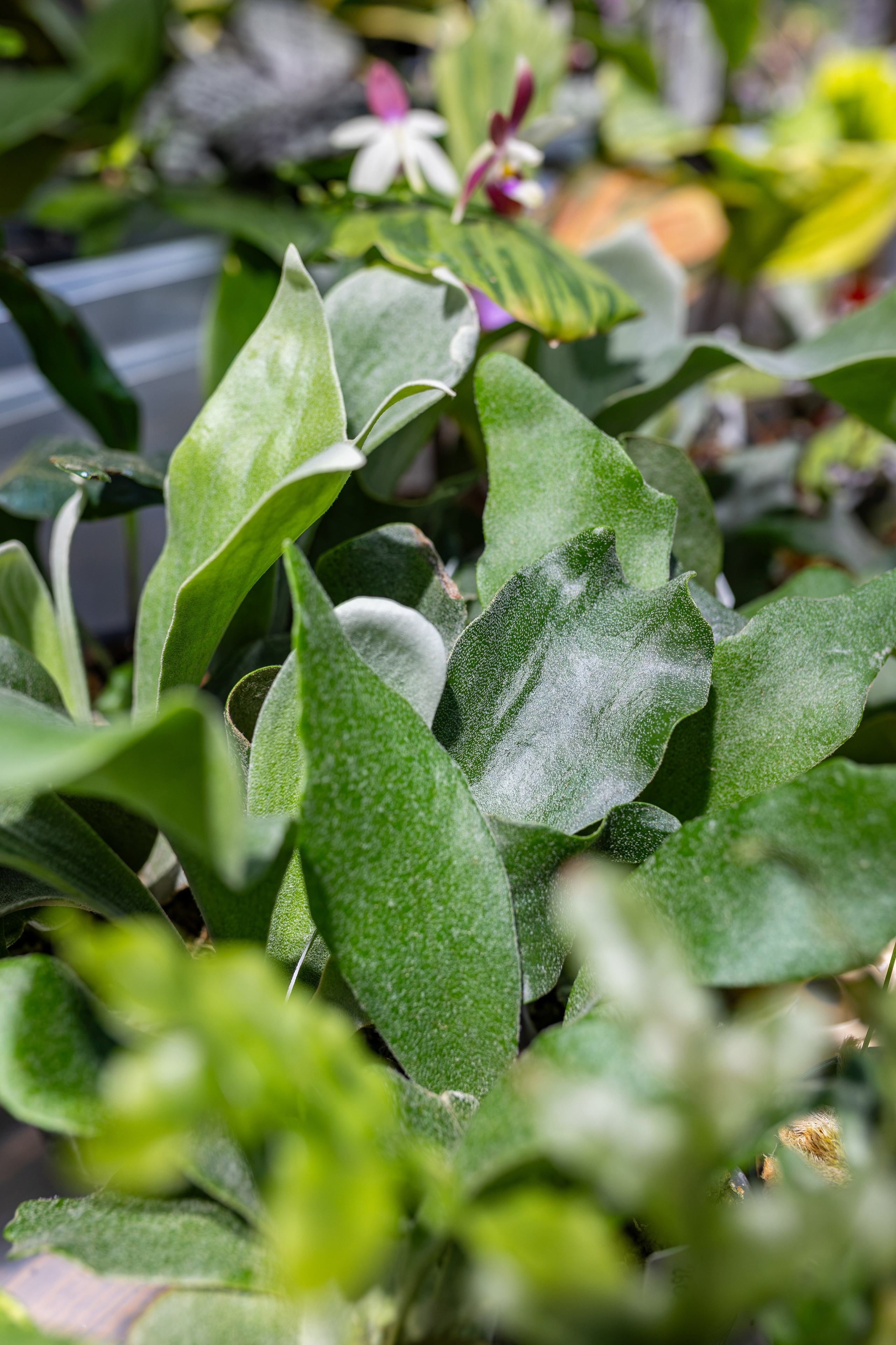 Greenrare сентябрь. Александра Куликова фотограф, Москва