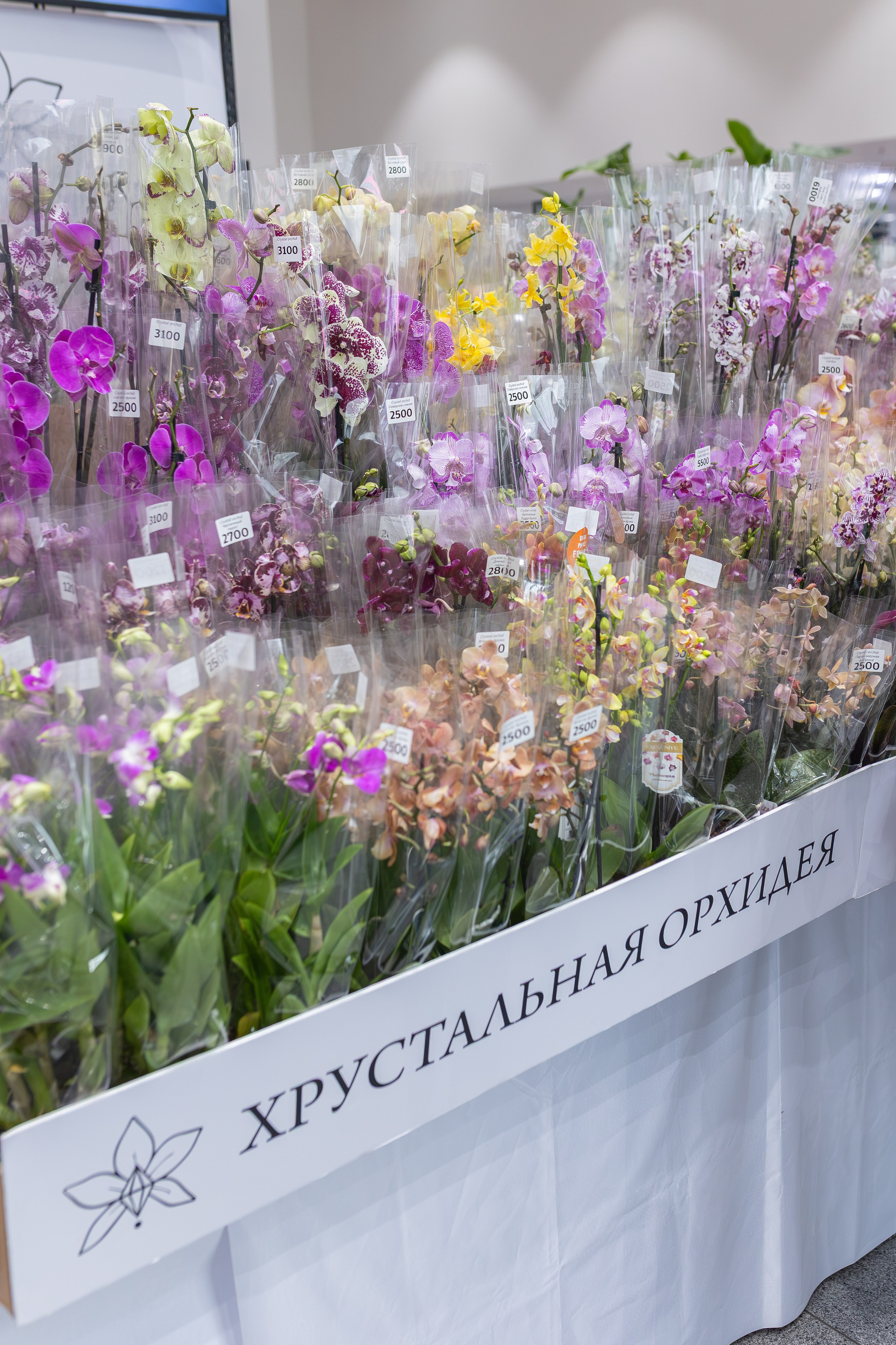 Орхидиум сентябрь 2026. Александра Куликова фотограф, Москва