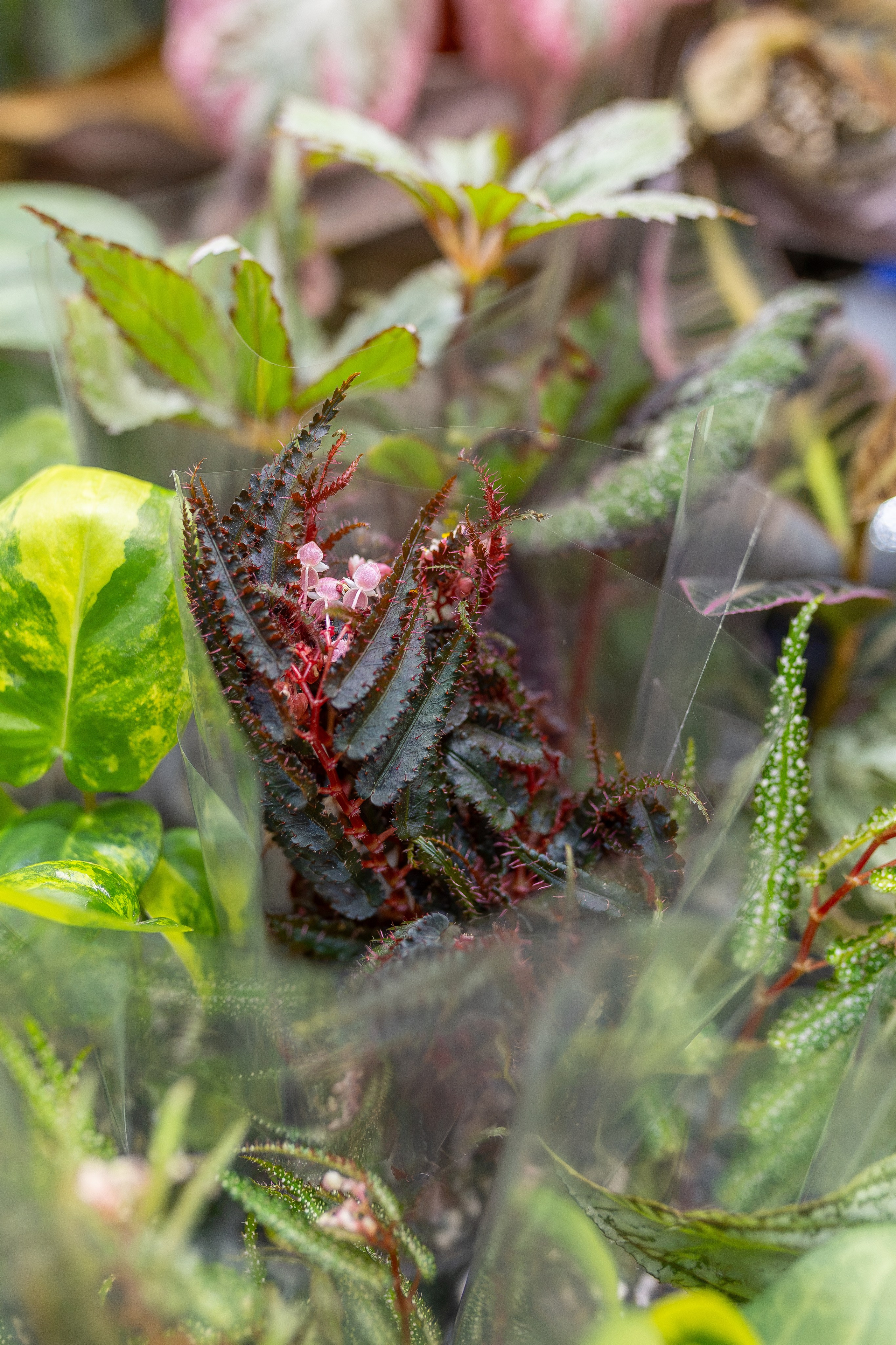 Монстериум осень 2026. Александра Куликова фотограф, Москва