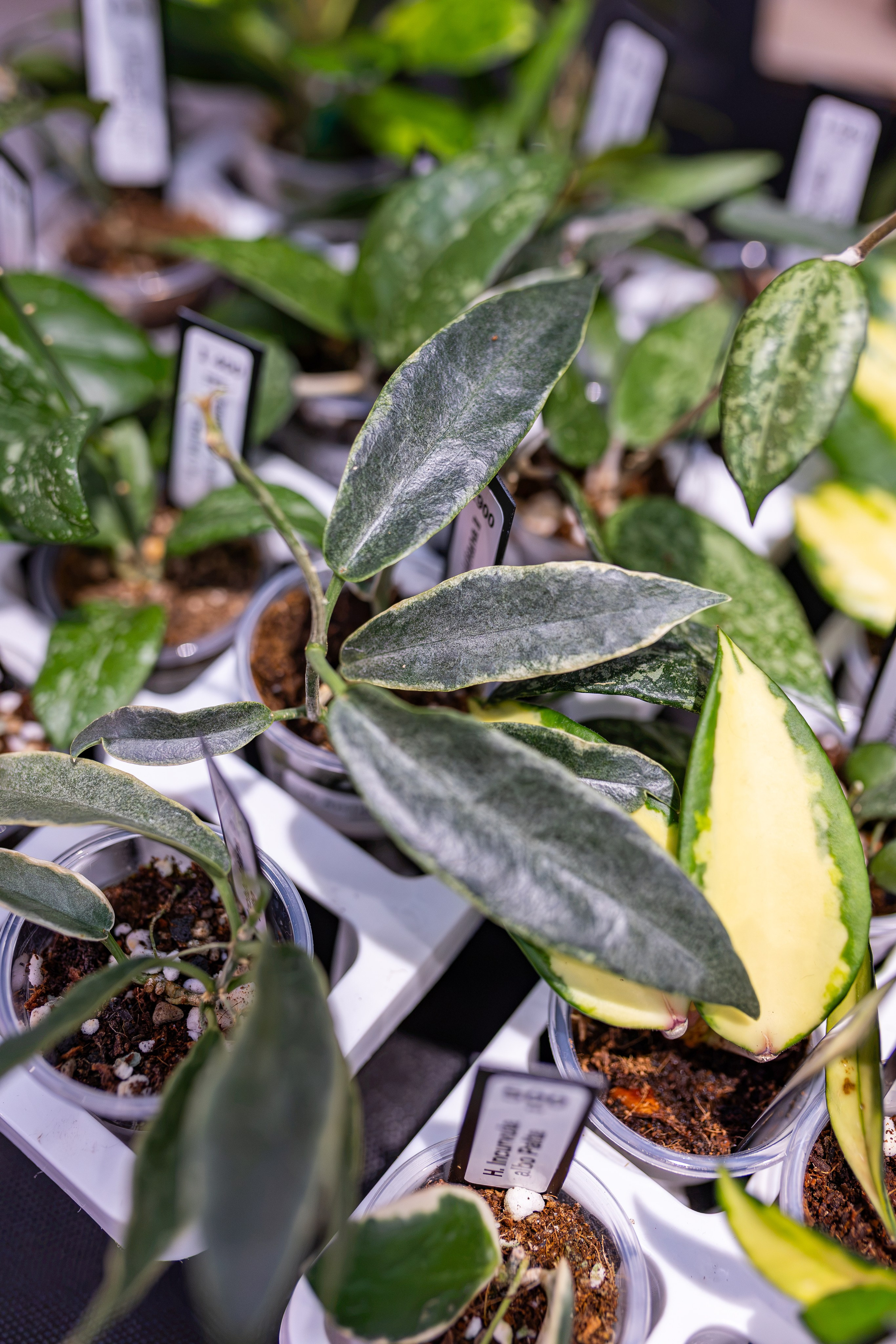 Greenrare сентябрь. Александра Куликова фотограф, Москва