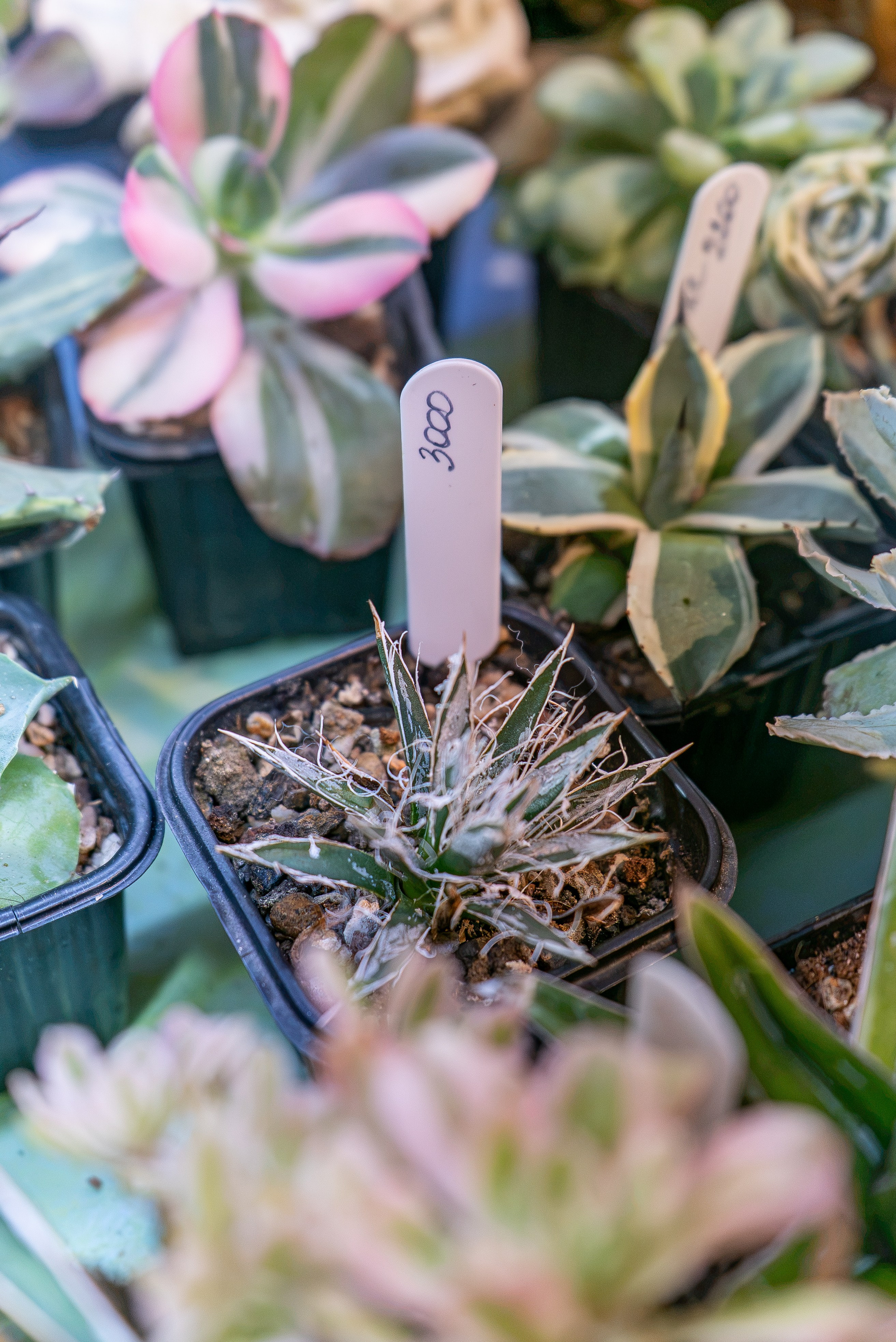 Кактусфест сентябрь 2026. Александра Куликова фотограф, Москва