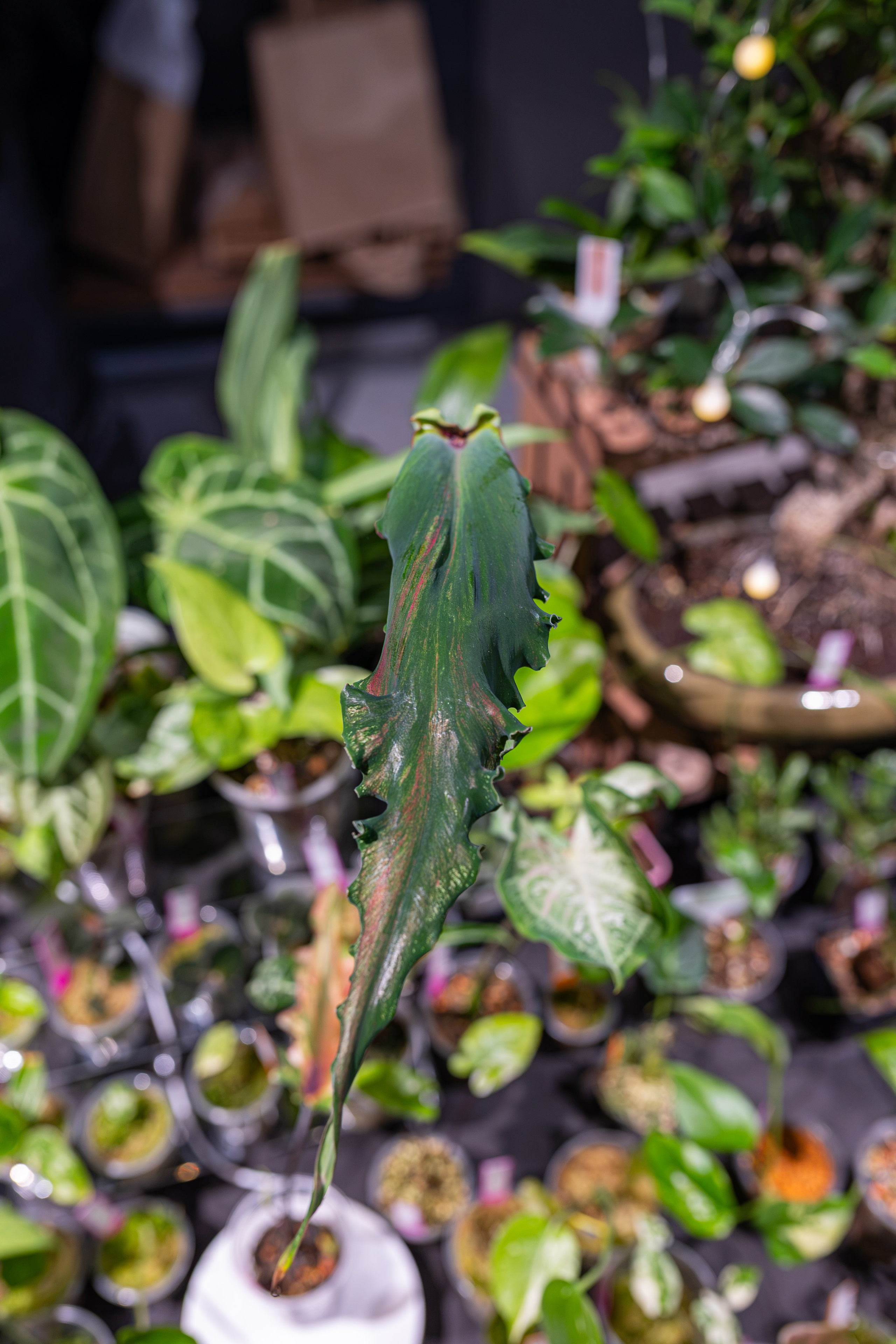 Greenrare сентябрь. Александра Куликова фотограф, Москва