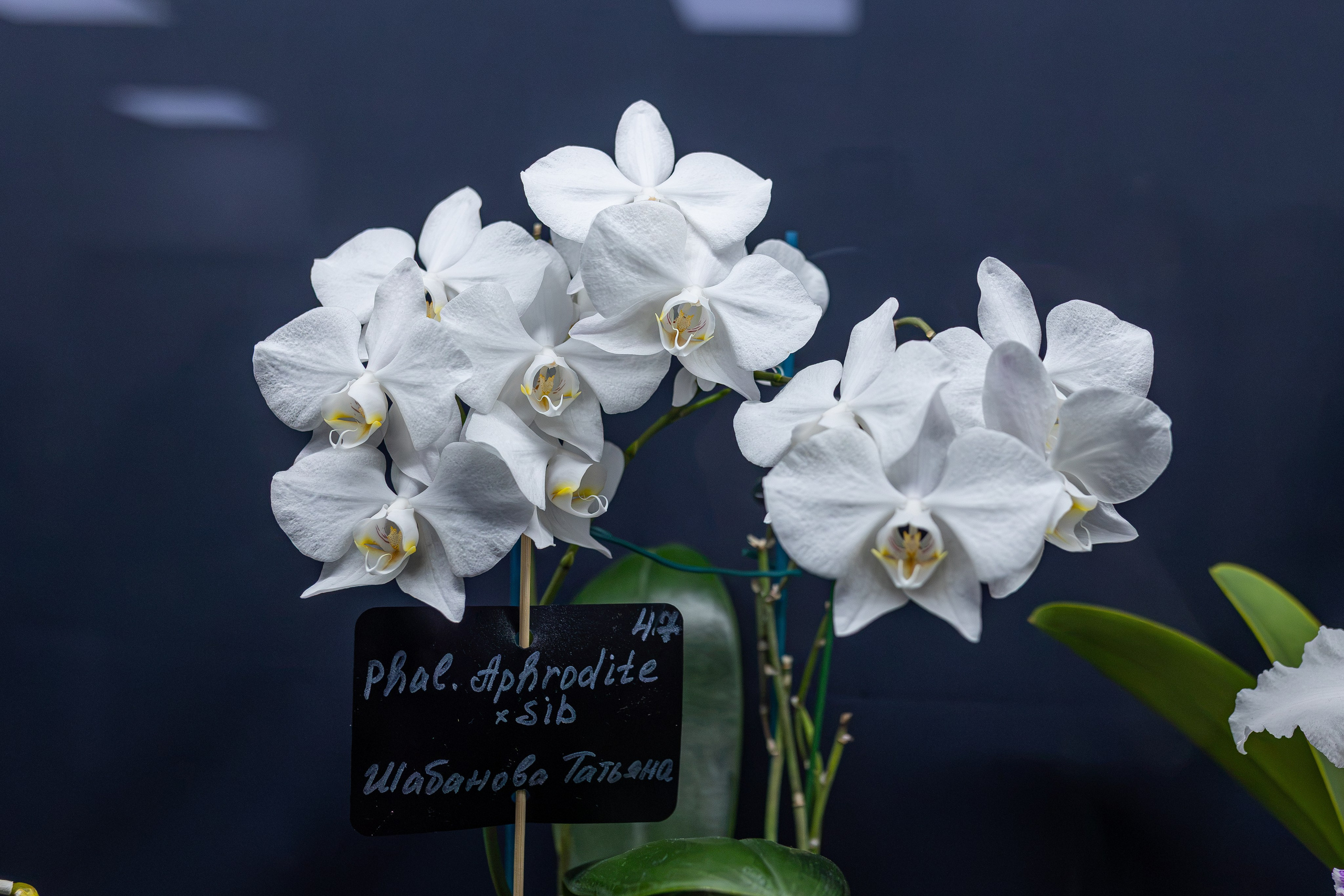 Орхидиум сентябрь 2026. Александра Куликова фотограф, Москва