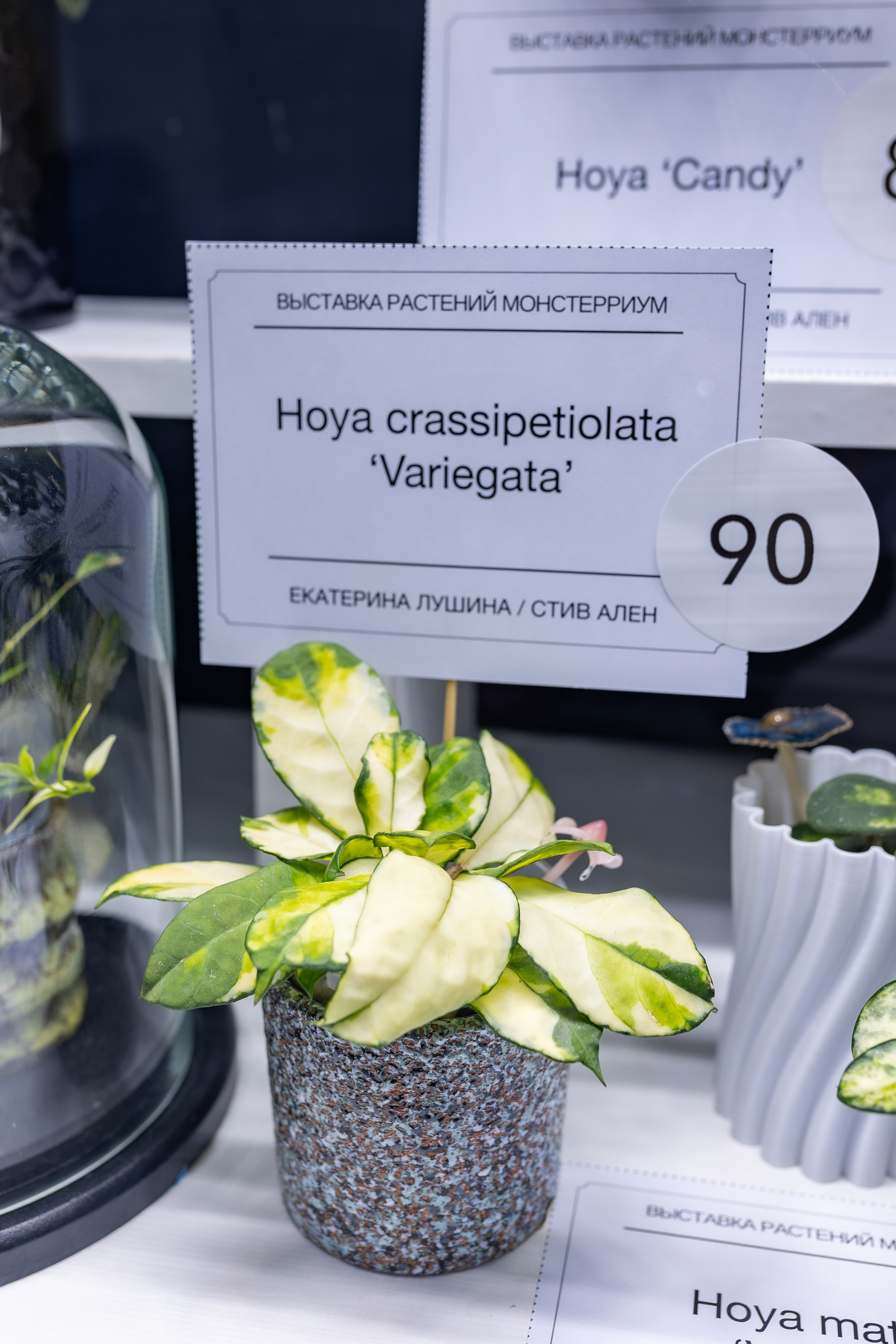 Монстериум осень 2026. Александра Куликова фотограф, Москва