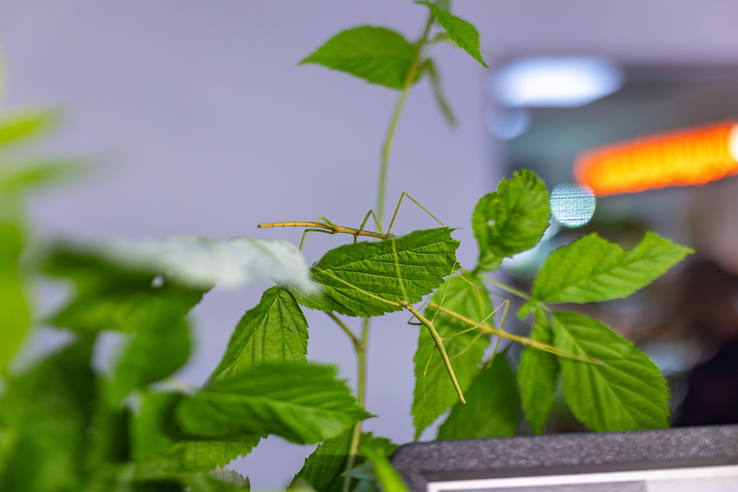 Гроубокс Амбер Плаза. Александра Куликова фотограф, Москва
