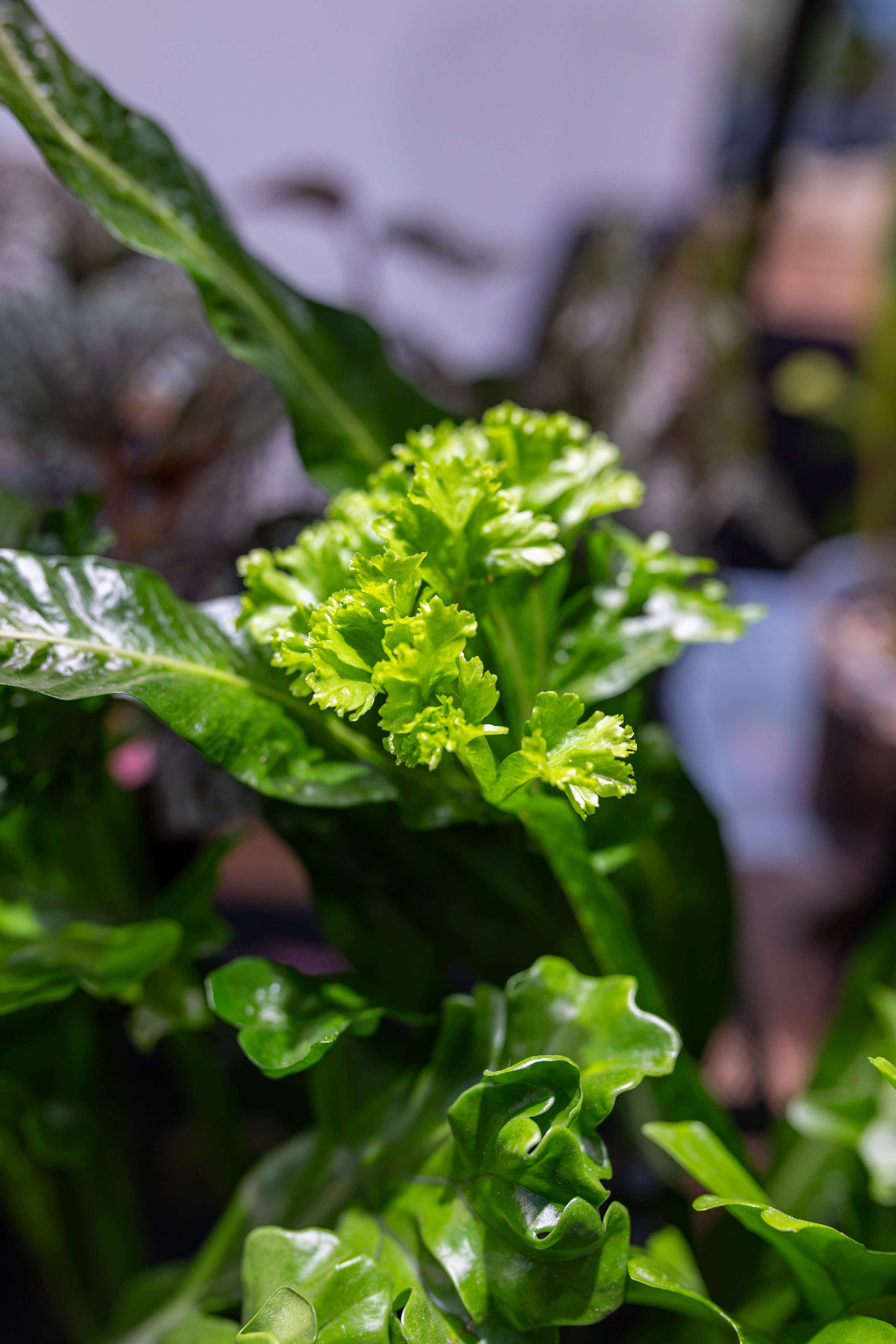 Greenrare сентябрь. Александра Куликова фотограф, Москва