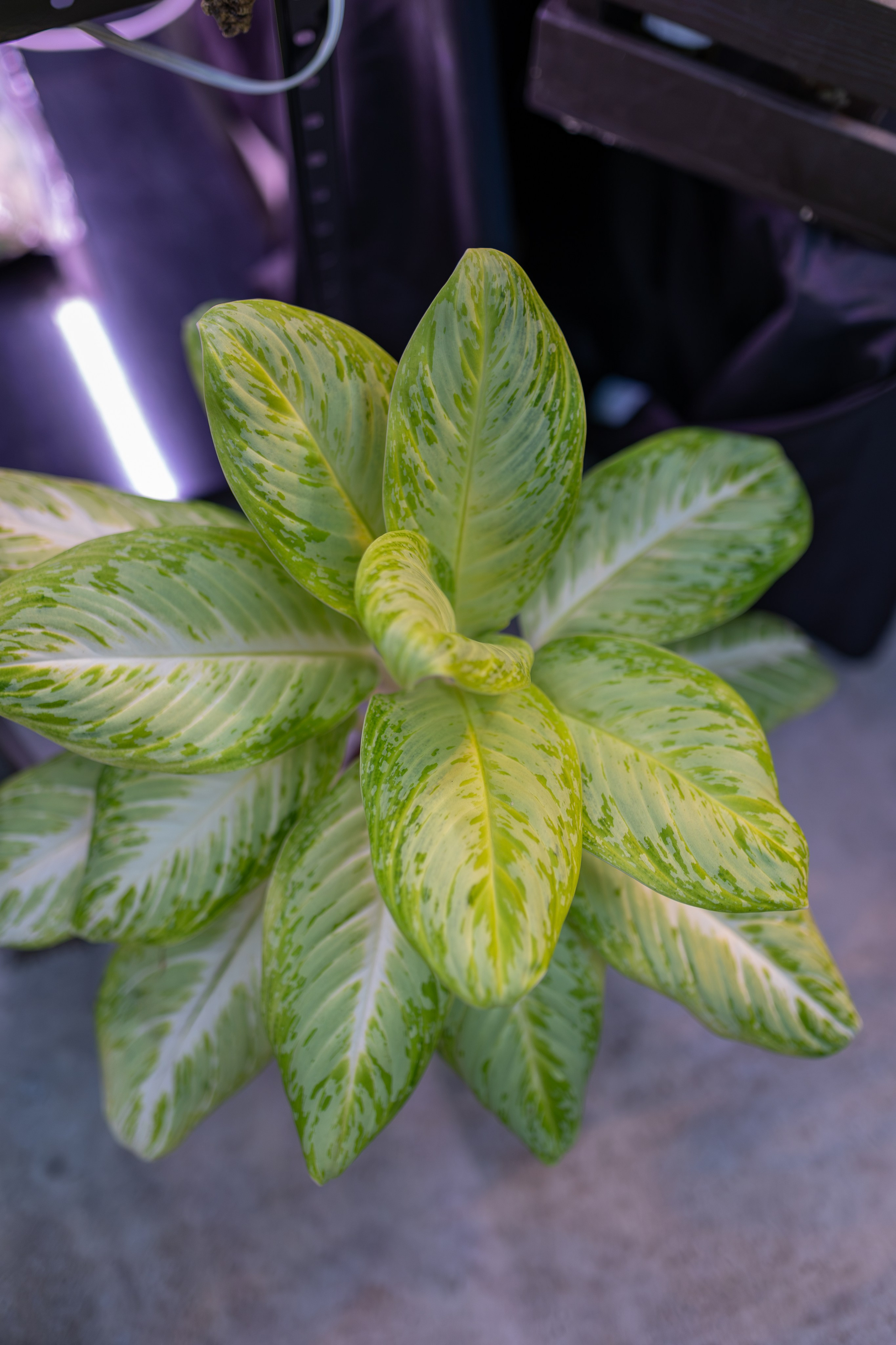 Greenrare сентябрь. Александра Куликова фотограф, Москва