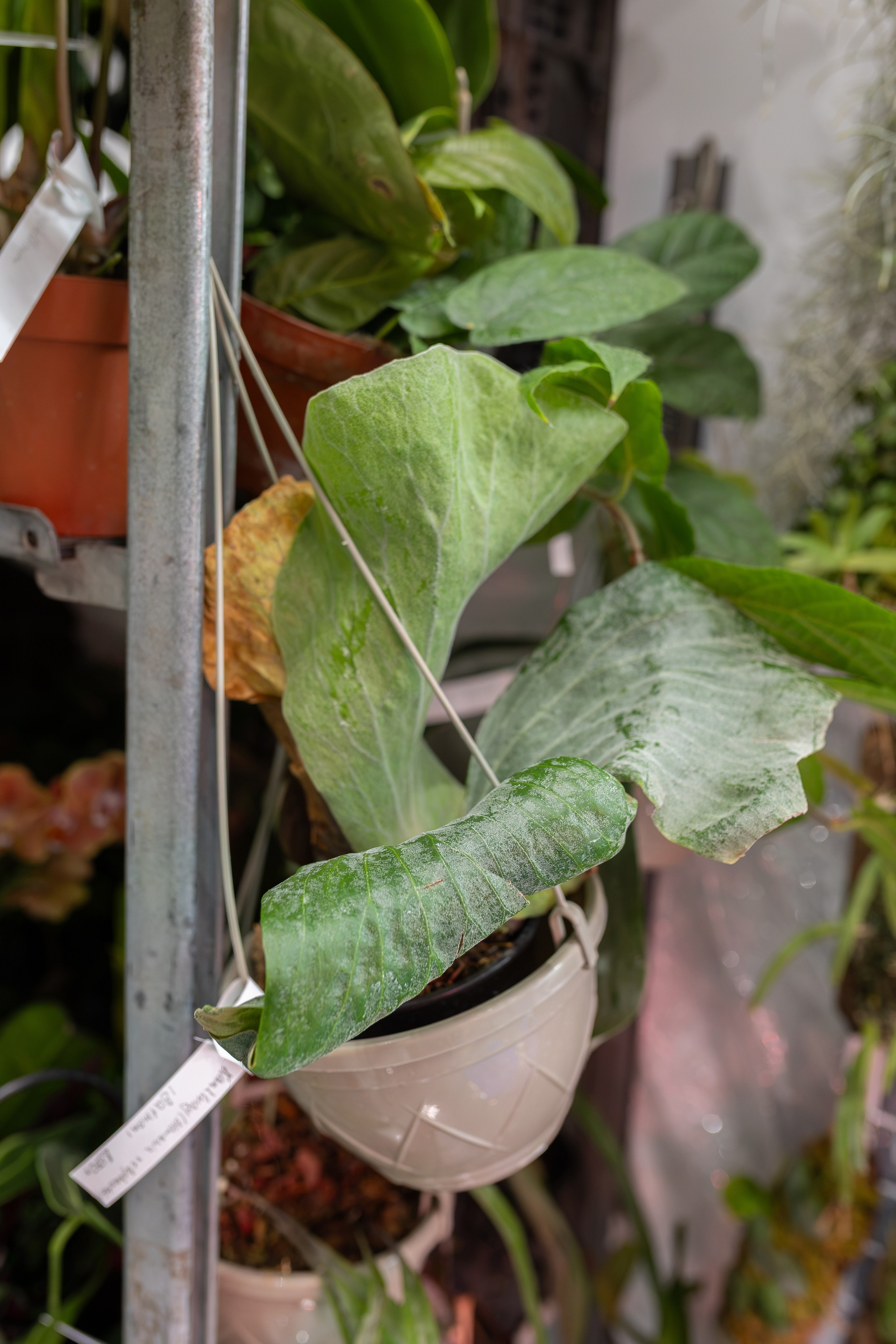 Орхидиум сентябрь 2026. Александра Куликова фотограф, Москва