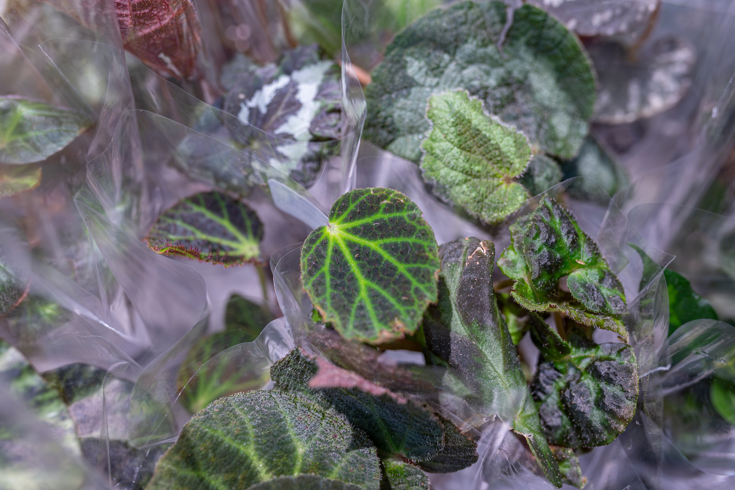 Greenrare сентябрь. Александра Куликова фотограф, Москва