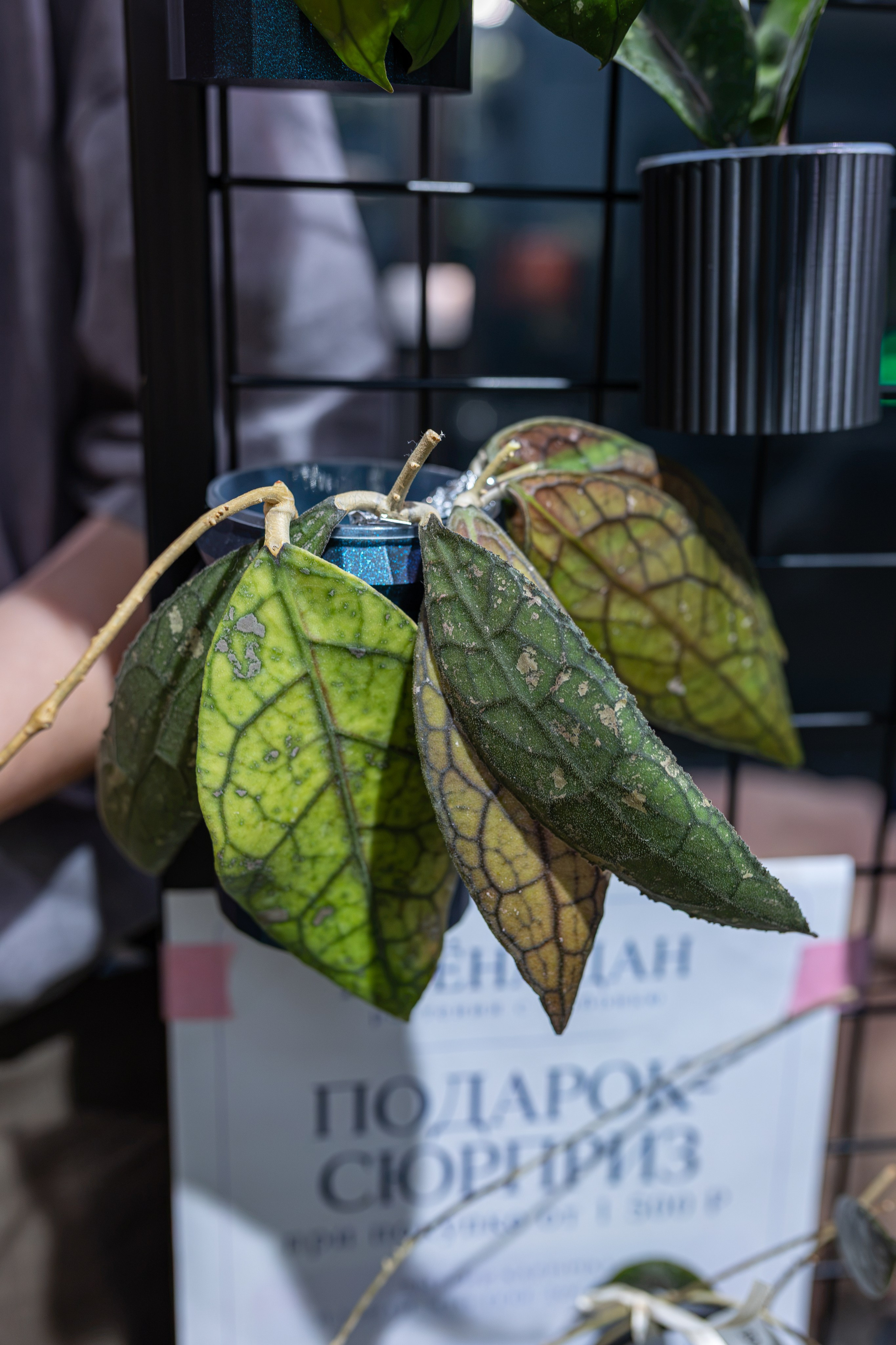 Greenrare сентябрь. Александра Куликова фотограф, Москва