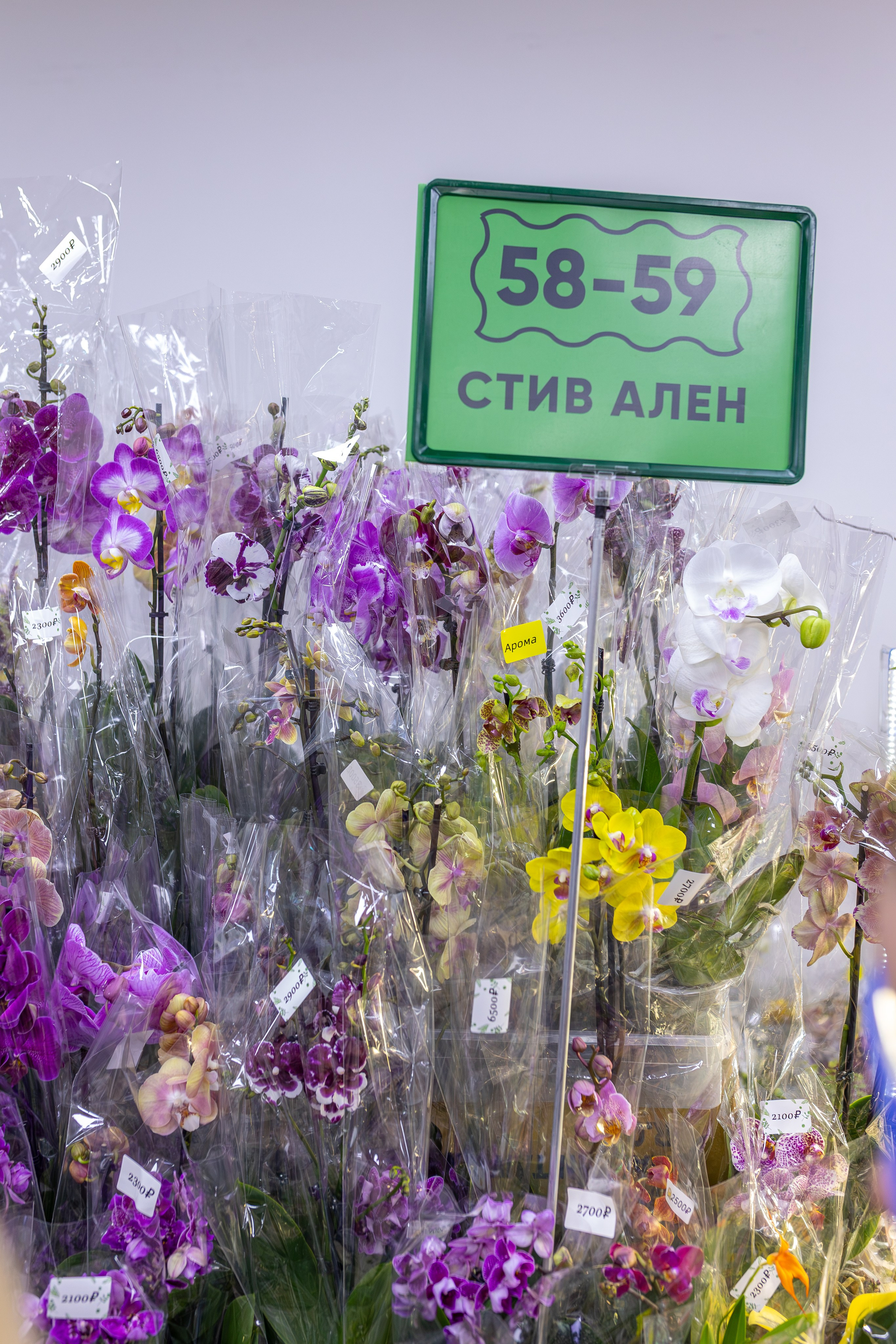 Орхидиум сентябрь 2026. Александра Куликова фотограф, Москва