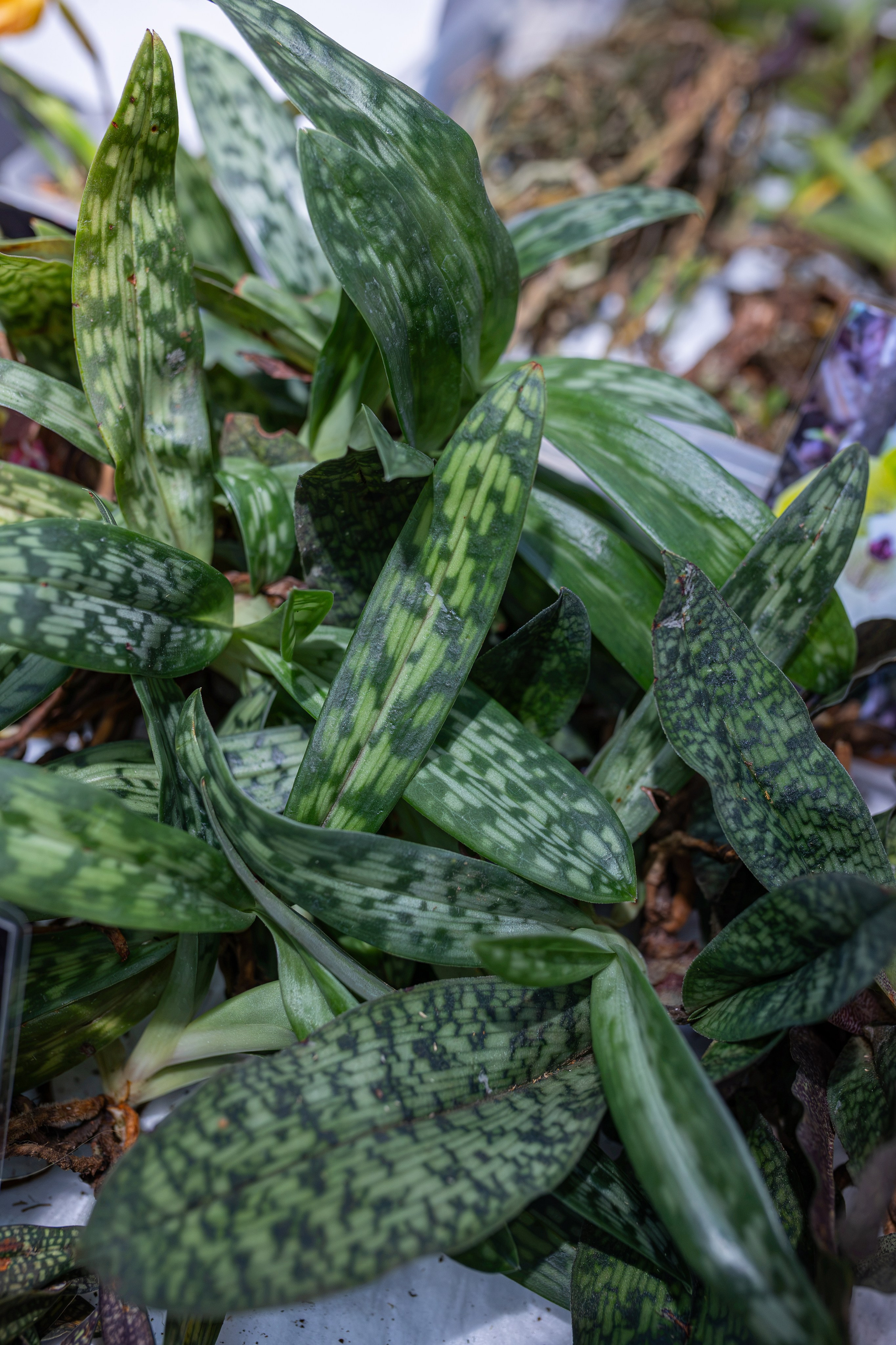 Greenrare сентябрь. Александра Куликова фотограф, Москва