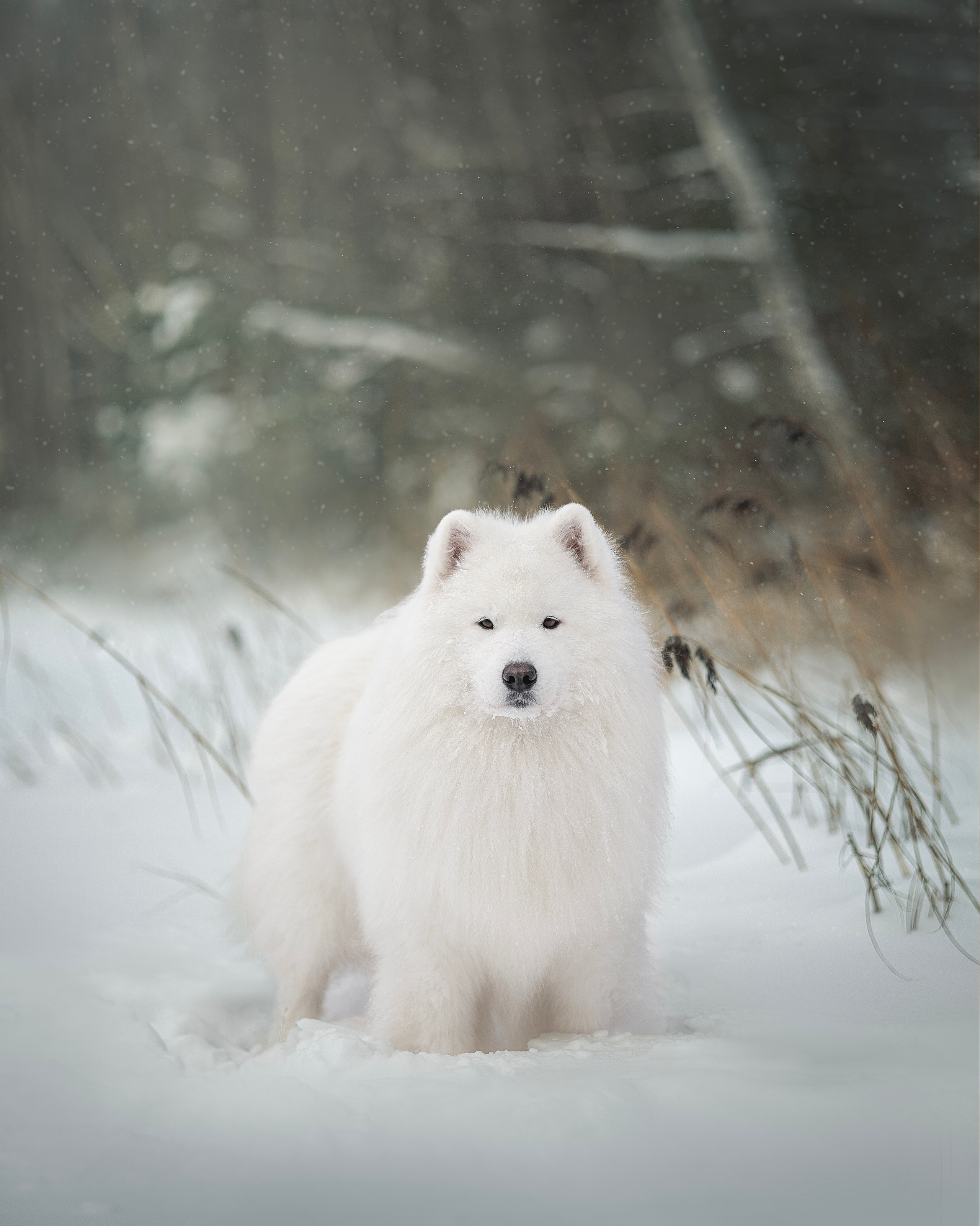Фото собак, животных зимой. Фотограф анималист в Москве Майорова Евгения