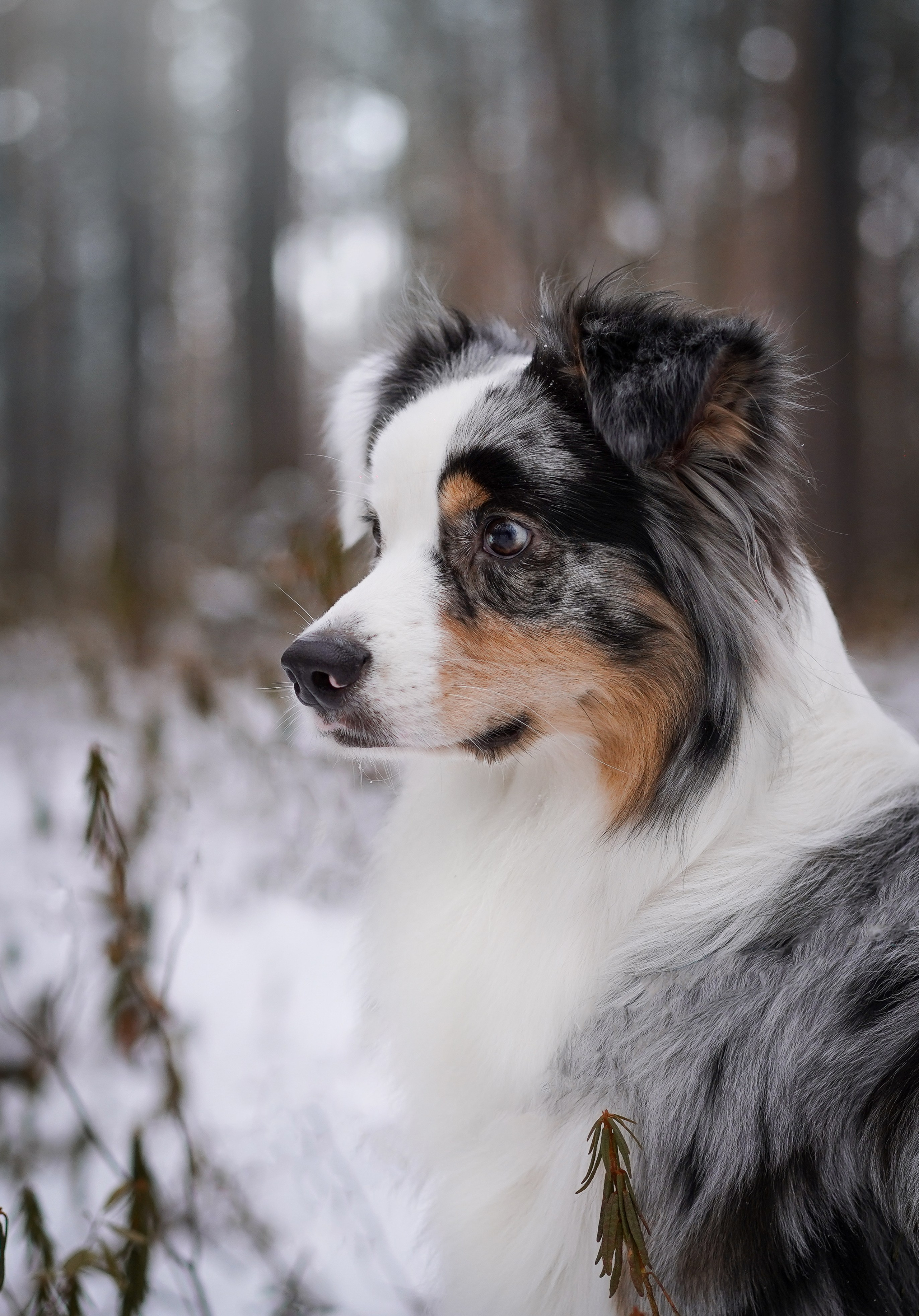 Антон Аиша и Римус. Фотограф-анималист в Санкт-Петербурге Яна Мартынова