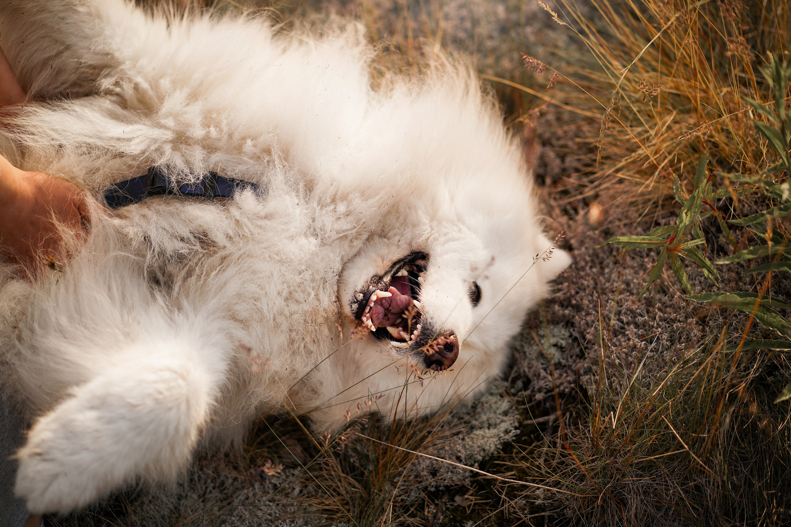 Карелия. Фотограф-анималист в Санкт-Петербурге Яна Мартынова