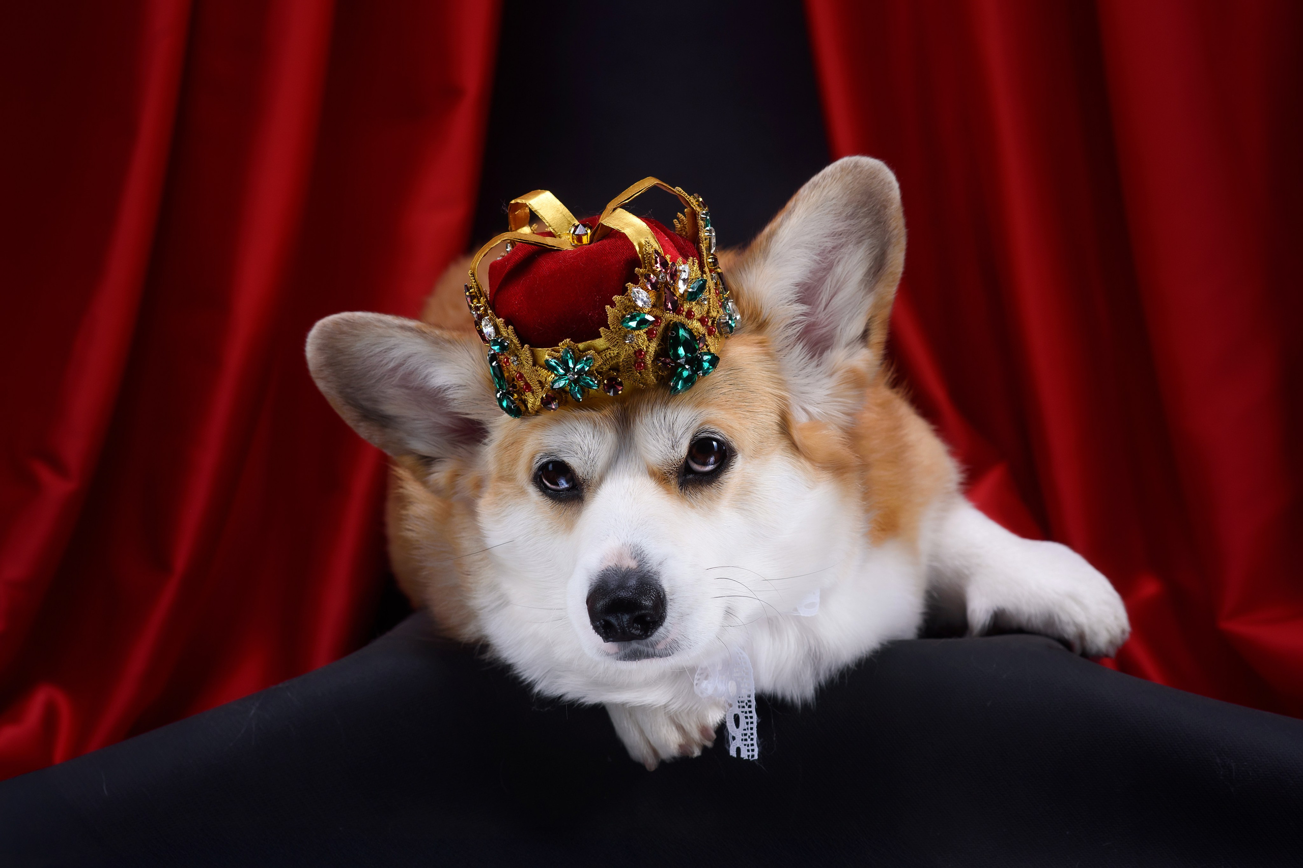 Королевская съемка — 20.05.2025. Фотограф — Анималист | Анна Абрамова