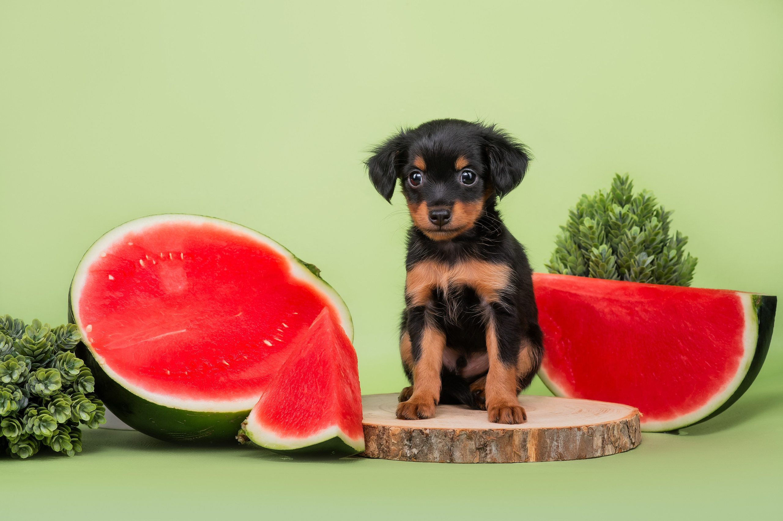 Малыши пражских крысариков — 30.07.2025. Фотограф — Анималист | Анна Абрамова