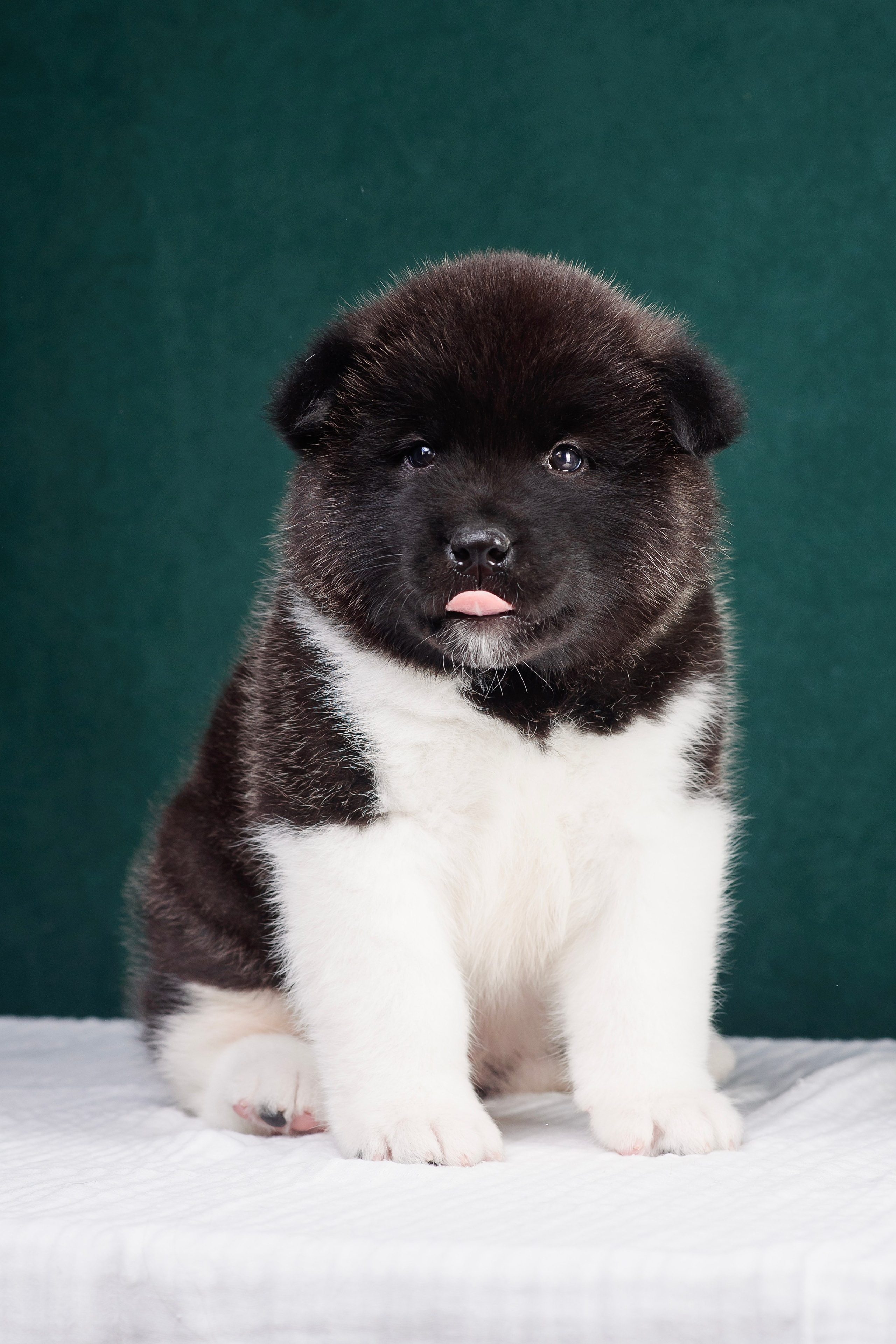 Щенки Американской Акиты. Фотограф — Анималист | Анна Абрамова