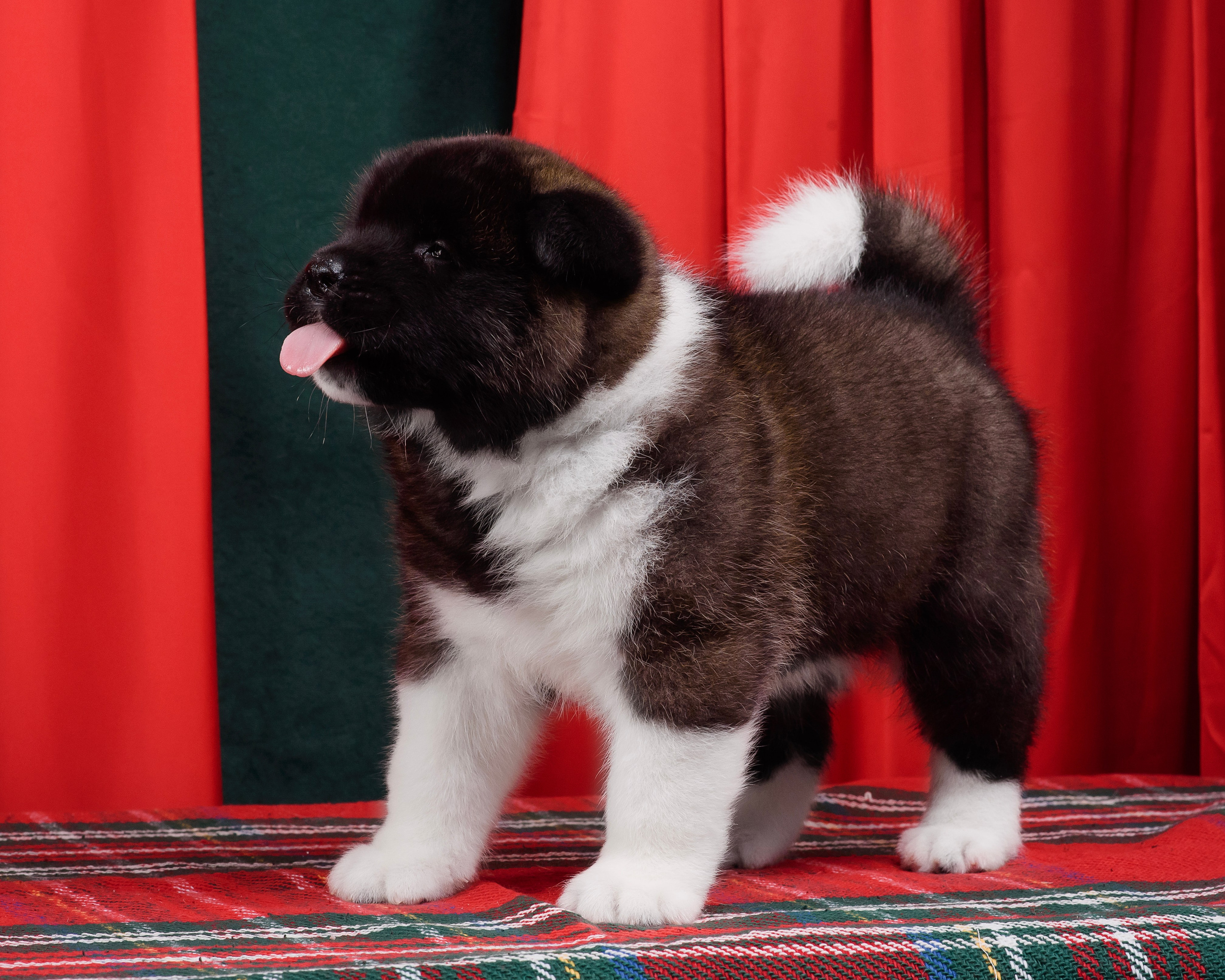 Щенки Американской Акиты. Фотограф — Анималист | Анна Абрамова