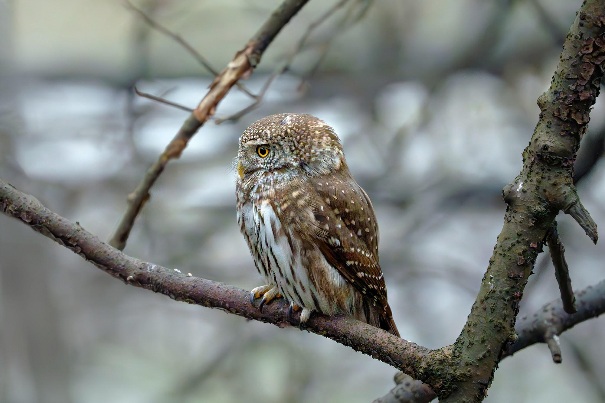 Удивительные мир птиц. Вокруг нас столько прекрасного — присмотритесь!. Ваш личный фотограф Марина Волкова