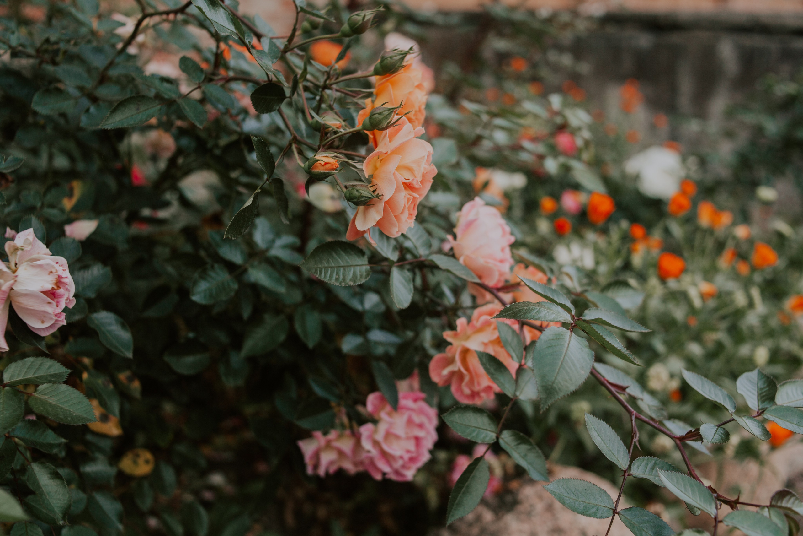 Александра — Элегантная фотосессия. Семейный фотограф во Всеволожске и Санкт-Петербурге Юлия Капустина