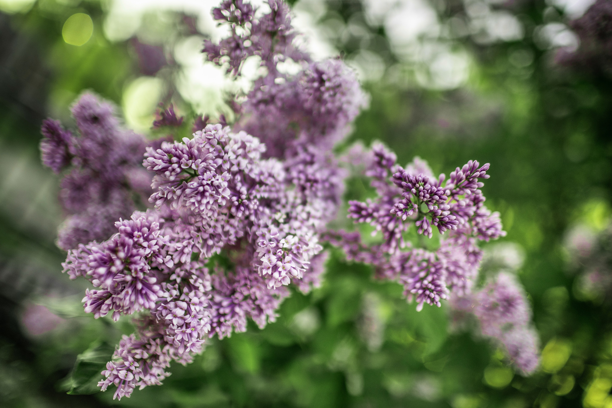 Сирень. Фотограф Елена Вишневская (Ушакова) Нефтеюганск, Сургут, Тюмень