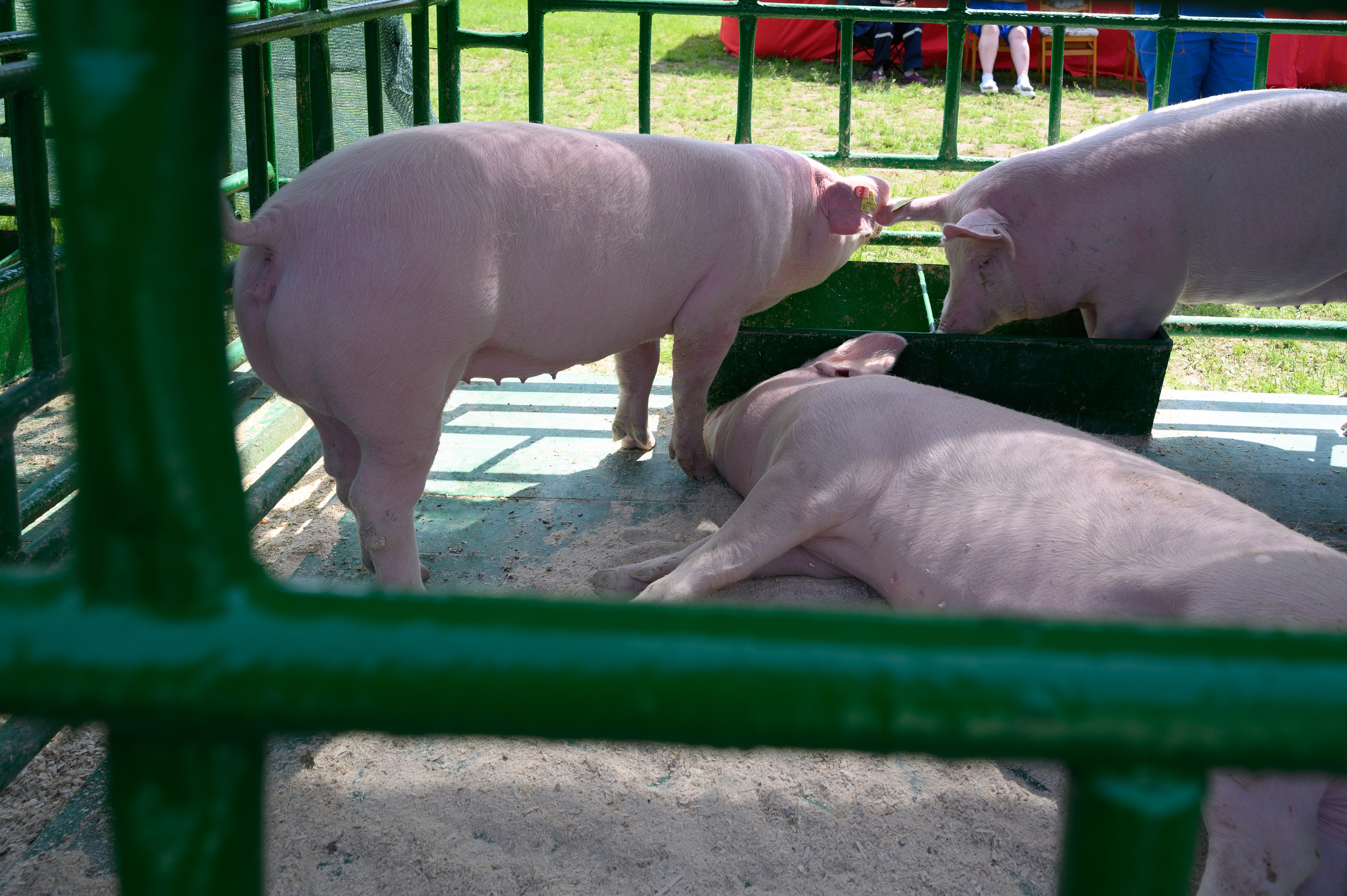 Агровыставка. Фотоуслуги, услуги фотографа, фотографирование важных событий