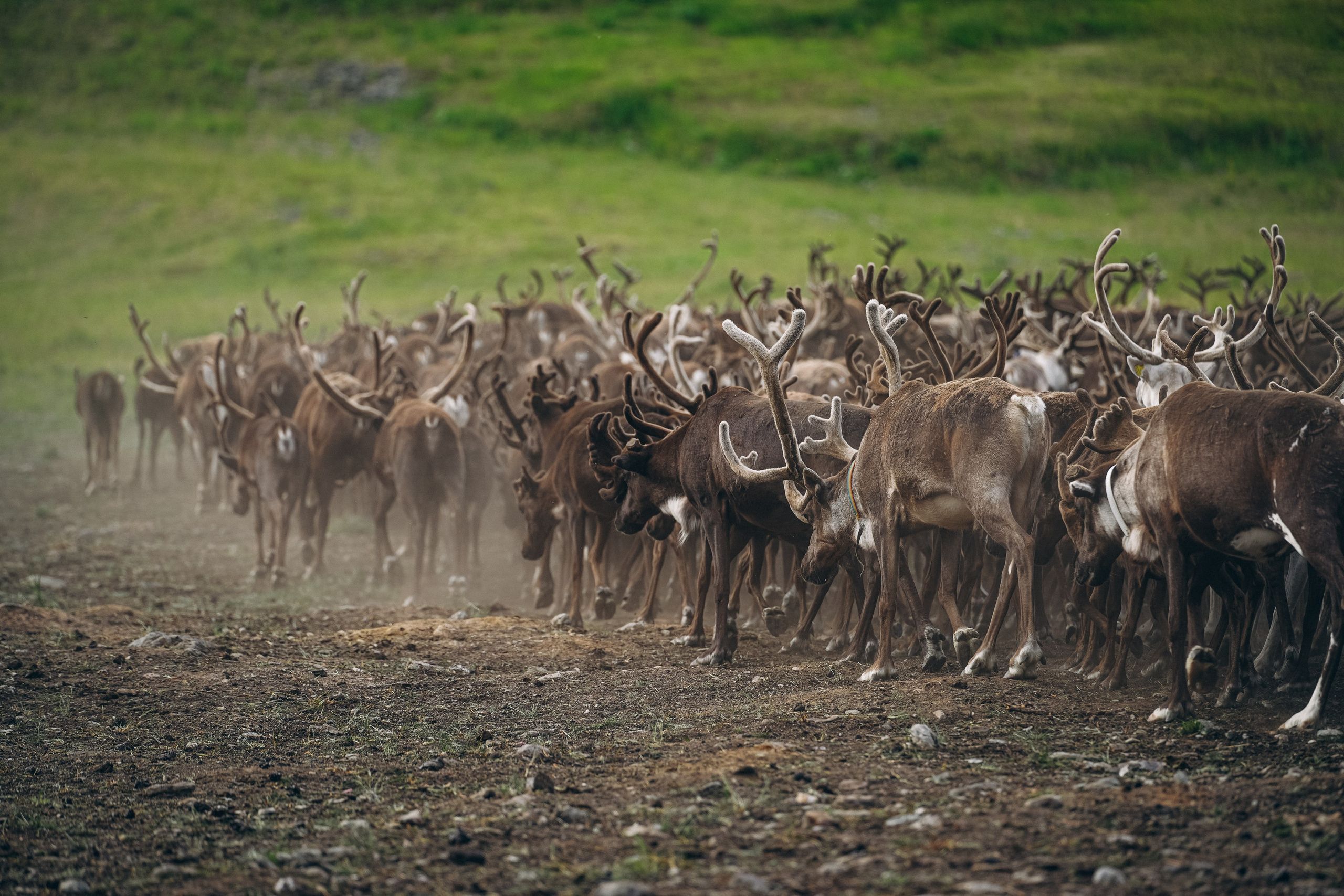 Animals. Николай Филиппов Event & Concert Photographer Москвf