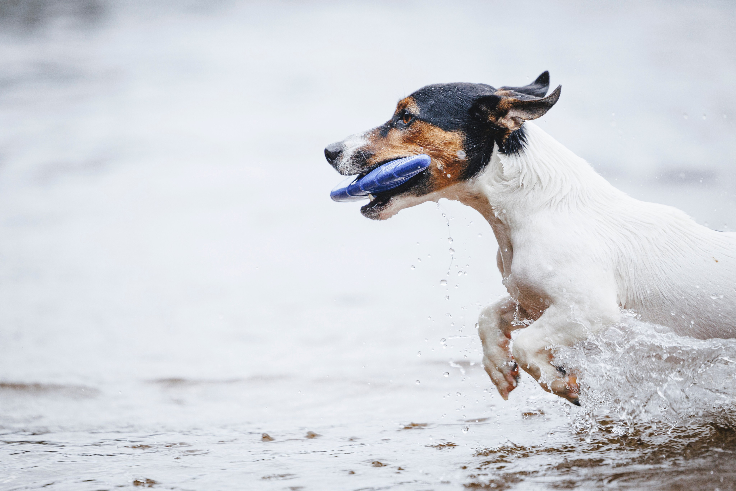 Ания и Ярик. Фотограф-анималист Анна Маринич