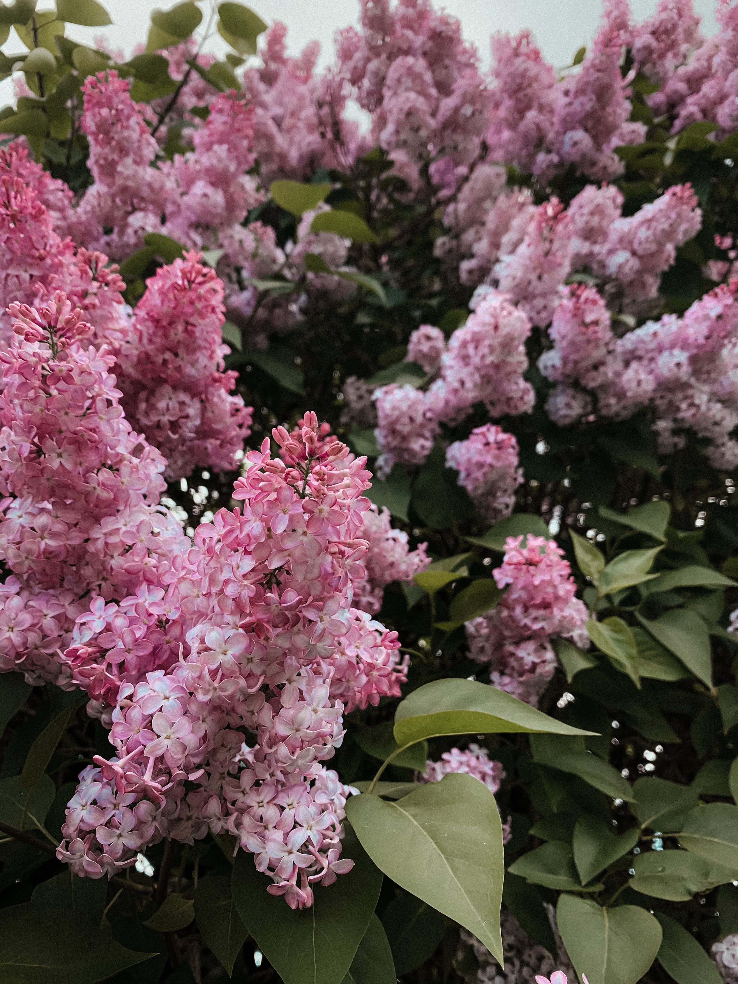Сиреневый сад. Семейный фотограф в Москве и МО Варвара Шаранова