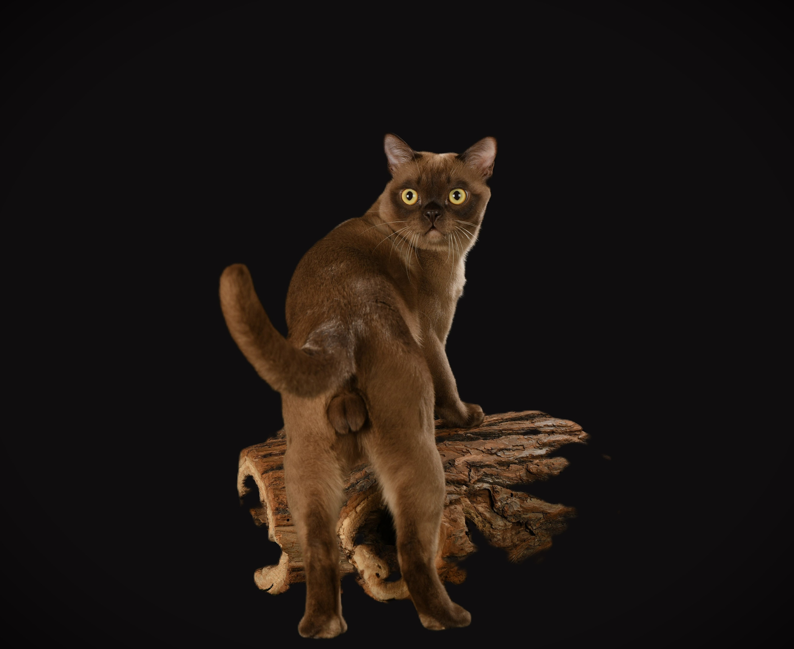 Котёнок американской бурмы. Las Burmas — питомник американской бурмы традиционных линий