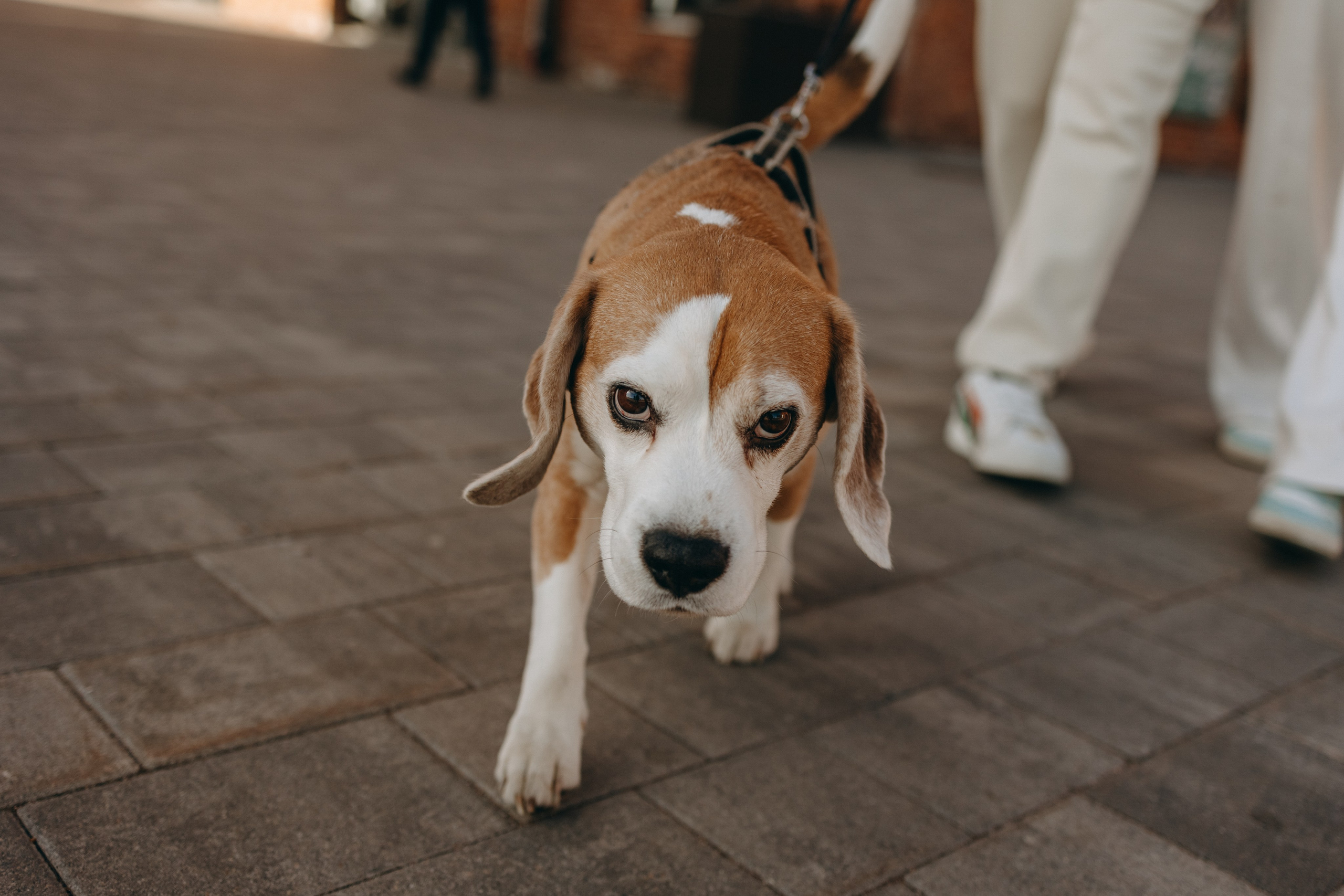 Даня и его семья. Фотограф — Анималист | Санкт-Петербург